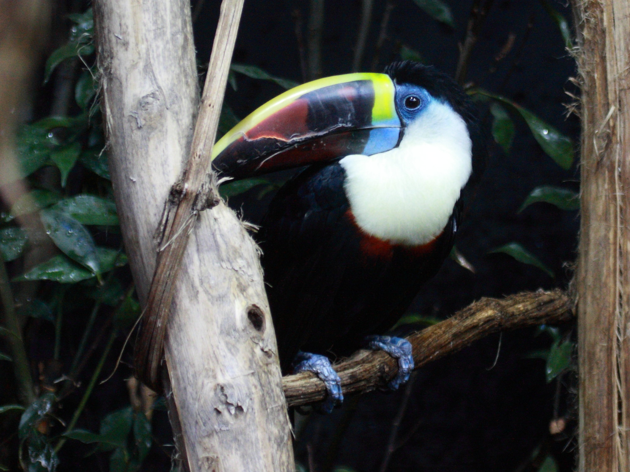 toucan_a_bec_rouge_-_ramphastos_tucanus2abd