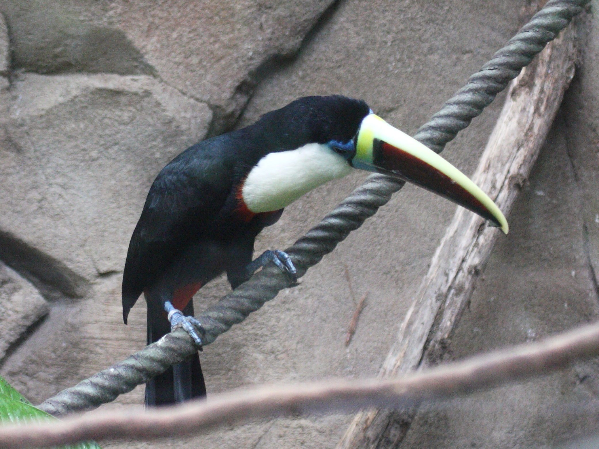 toucan_a_bec_rouge_-_ramphastos_tucanus3bd