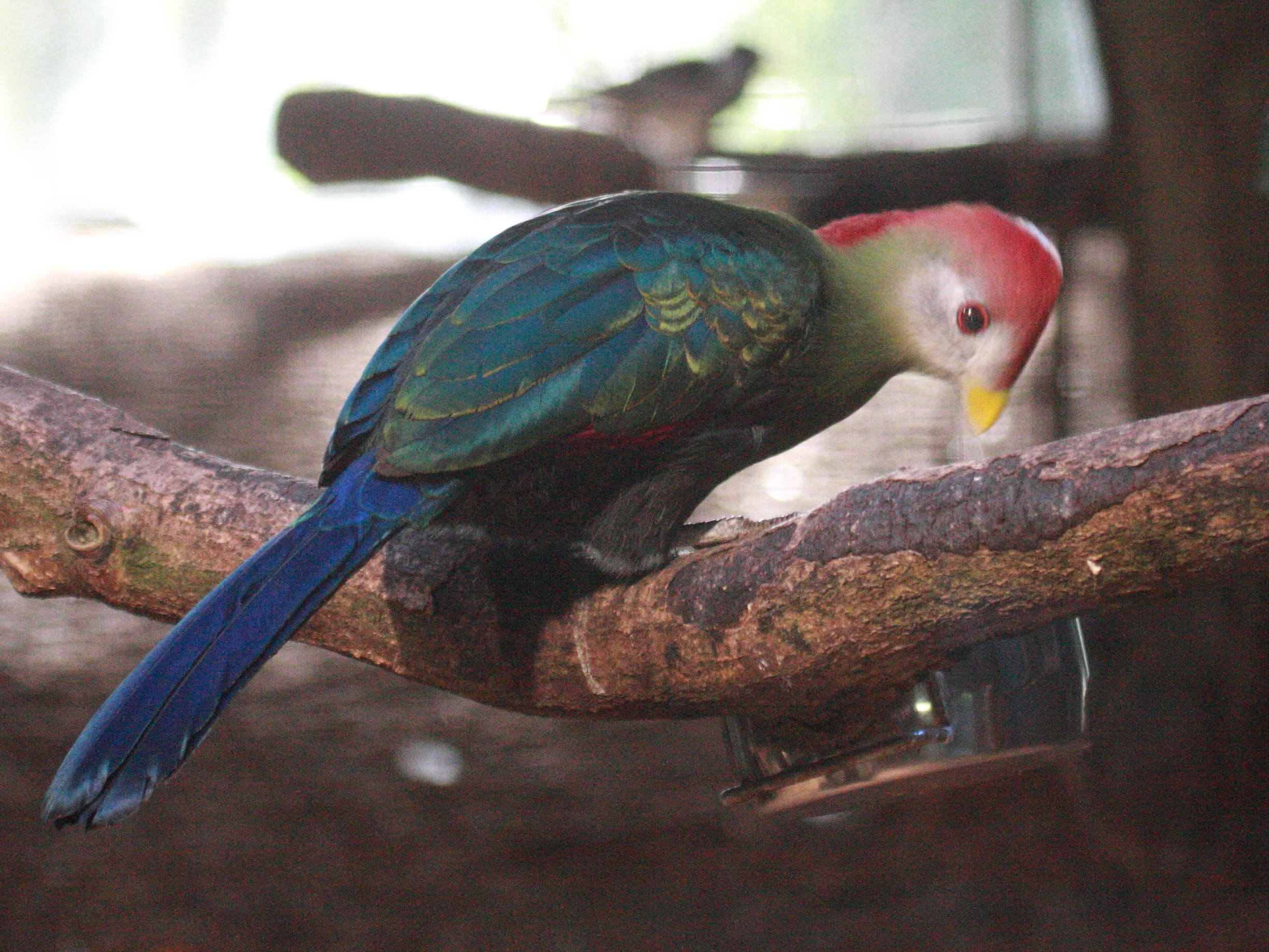 touraco_pauline_-_tauraco_erythrolophus1bd