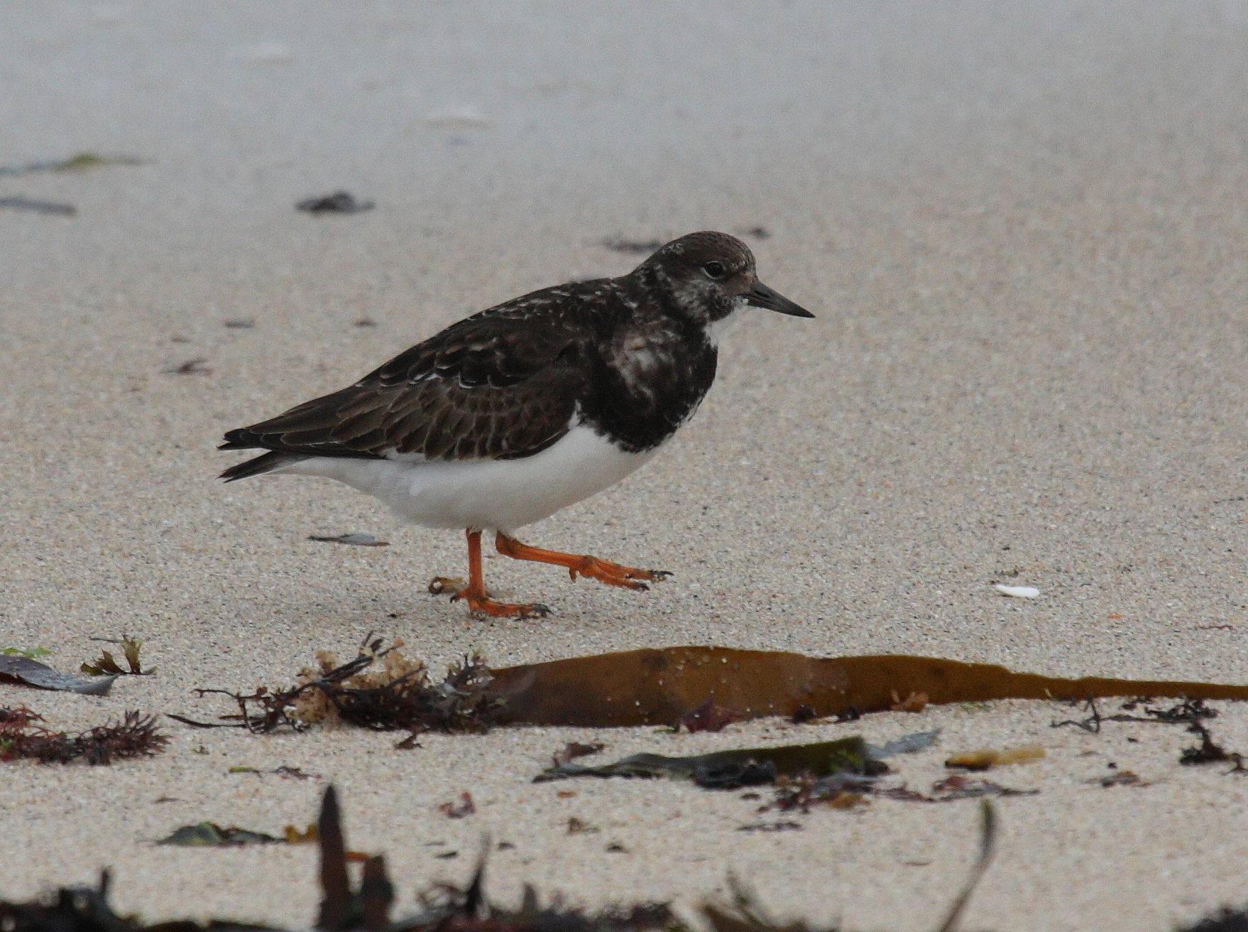 tournepierre_a_collier_-_arenaria_interpres4bd