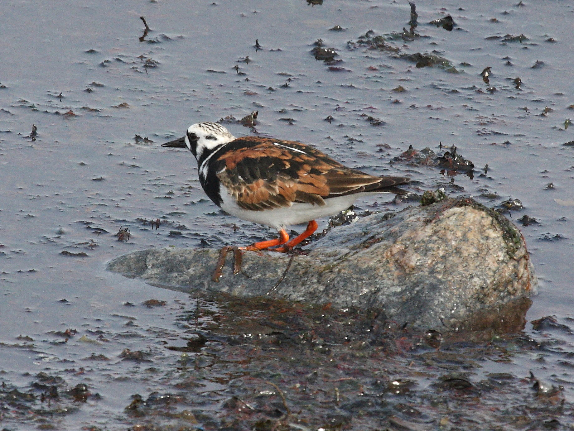 tournepierre_a_collier_-_arenaria_interpres5bd