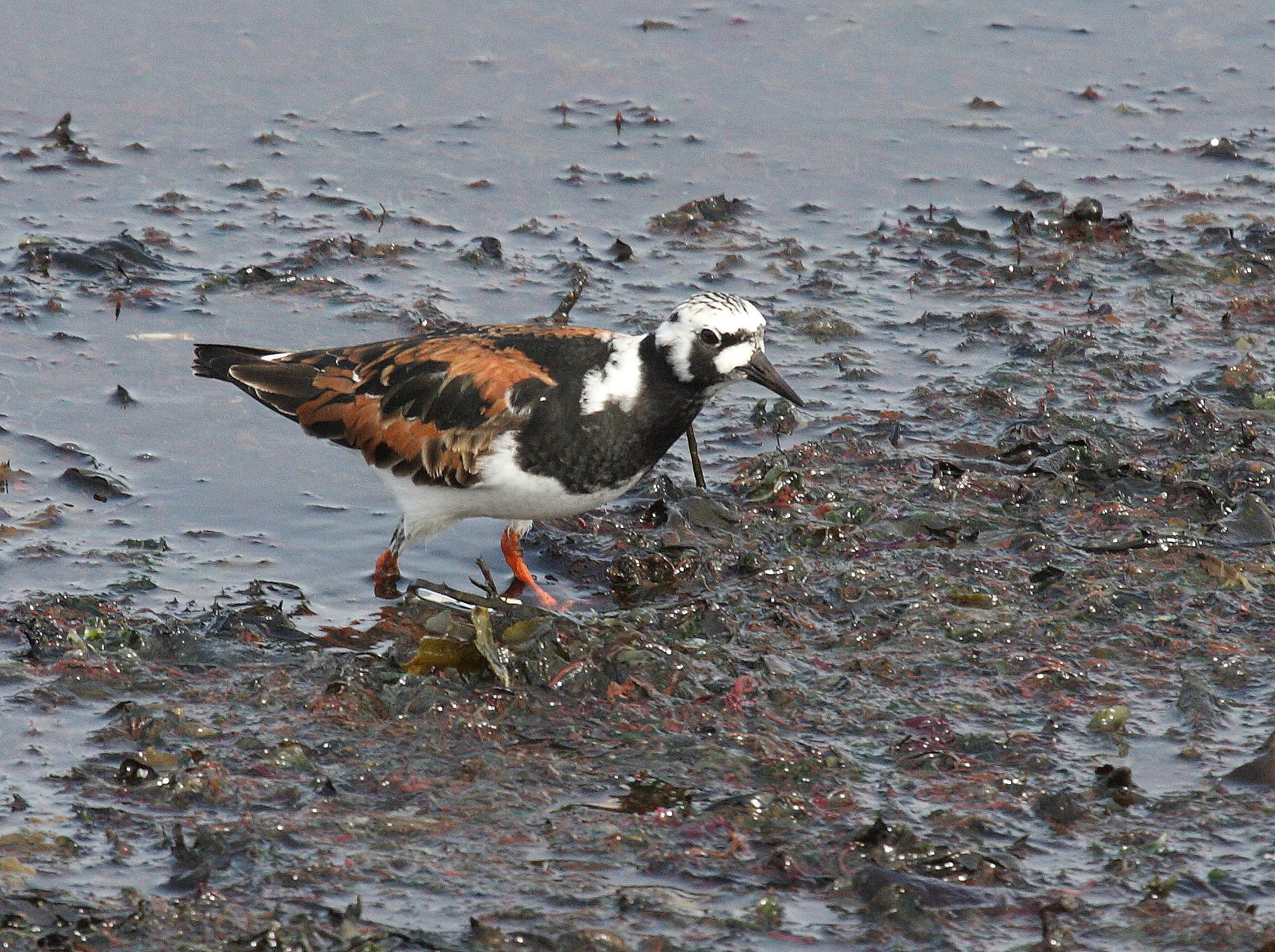 tournepierre_a_collier_-_arenaria_interpres7bd