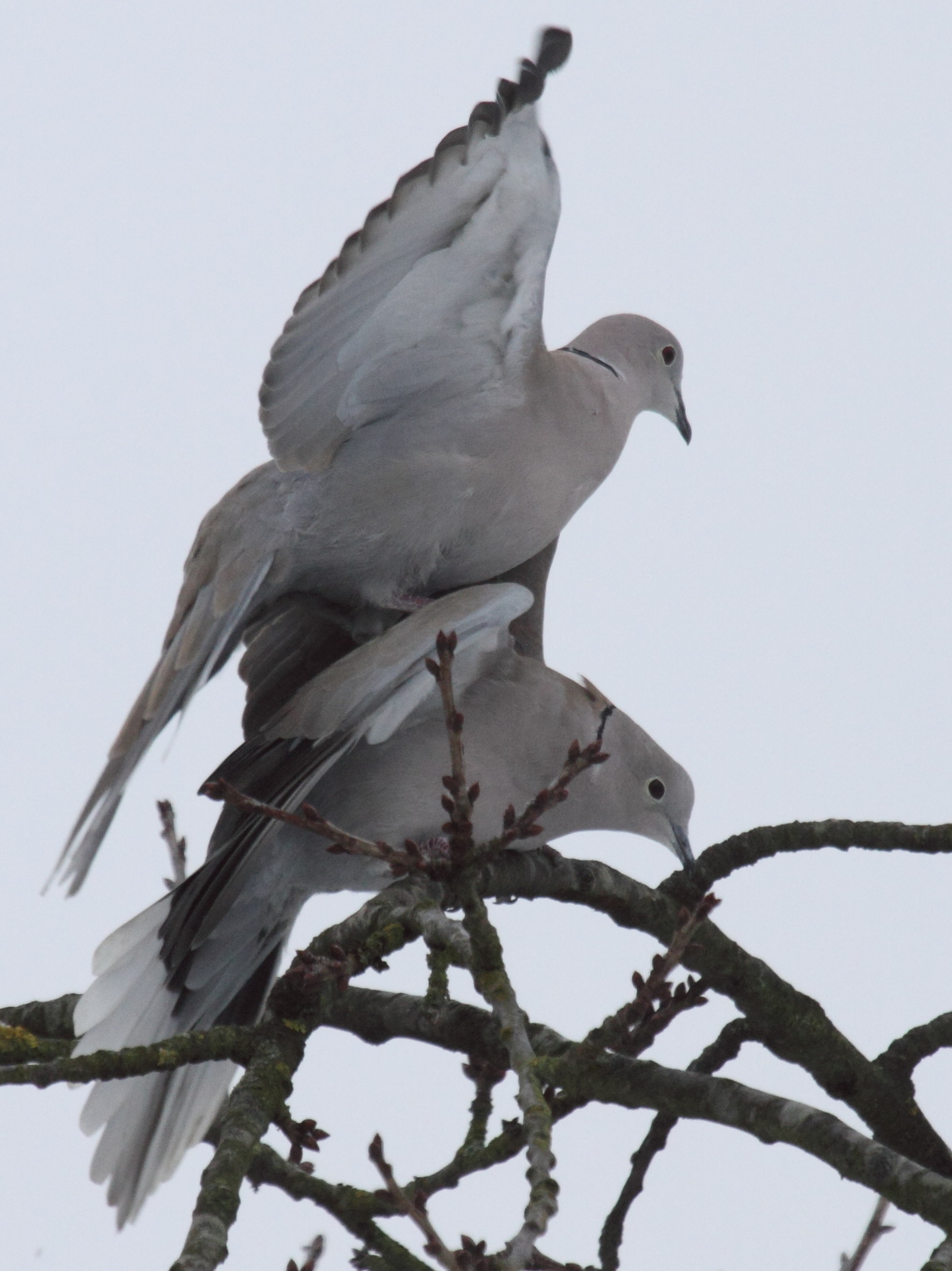 tourterelle_turque_-_streptopelia_decaocto3bd