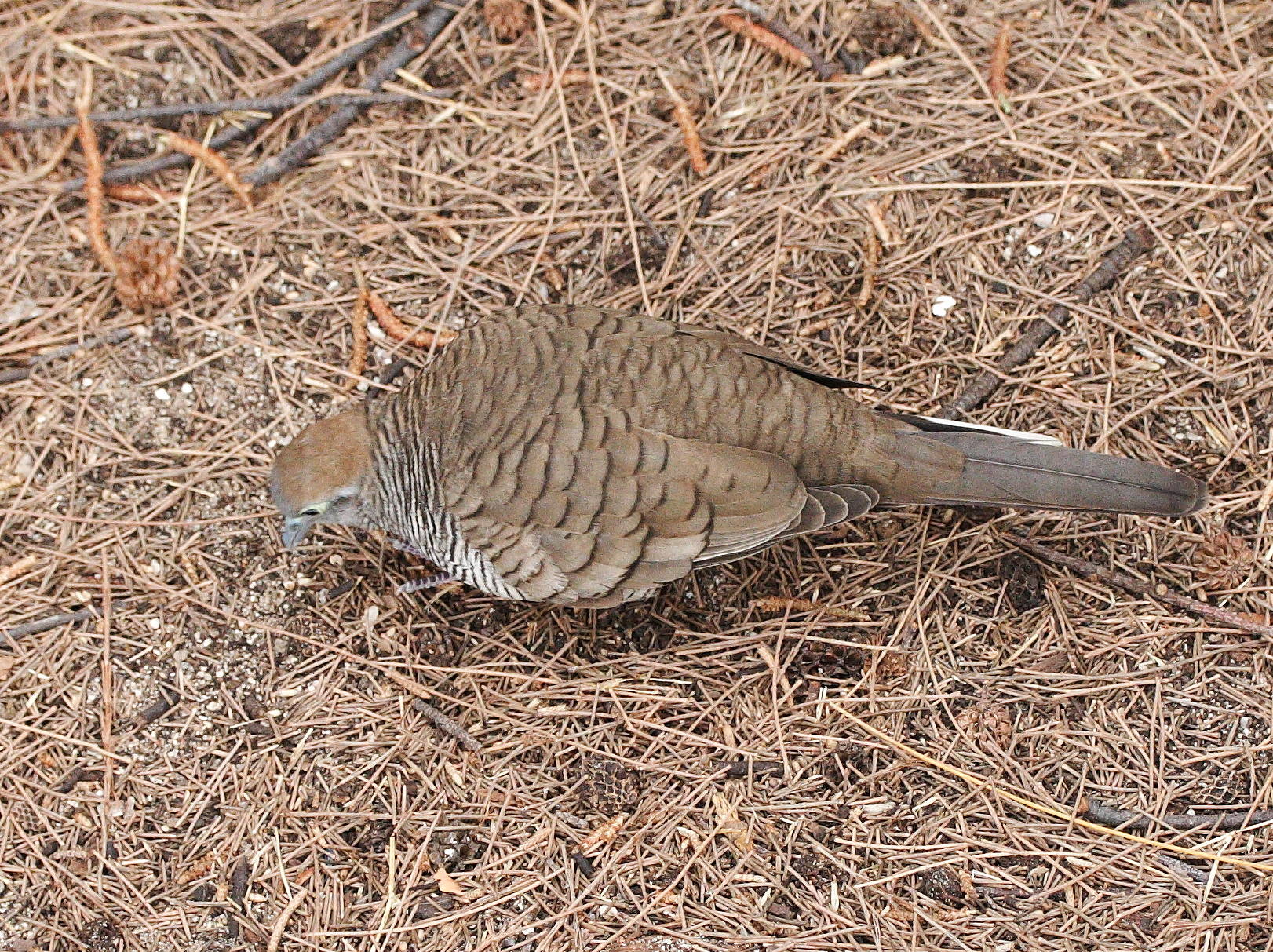 Afficher le média tourterelle_zebree_-_geopelia_striata2bd tourterelle_zebree_-_geopelia_striata2bd