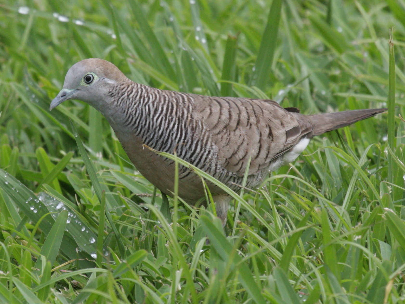 Afficher le média tourterelle_zebree_-_geopelia_striata3bd tourterelle_zebree_-_geopelia_striata3bd
