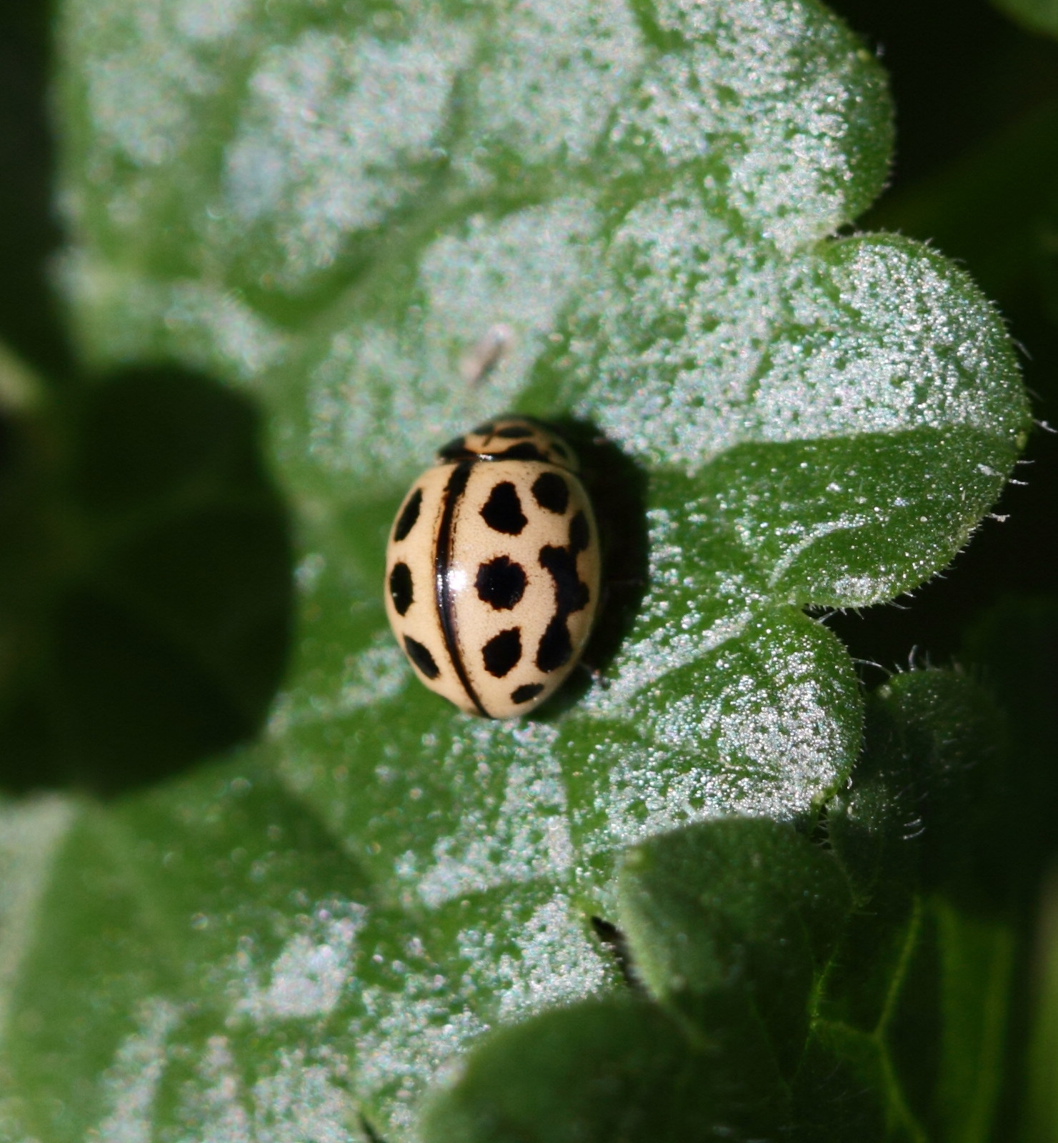 Afficher le média tytthaspis_sedecimpunctata2bd tytthaspis_sedecimpunctata2bd