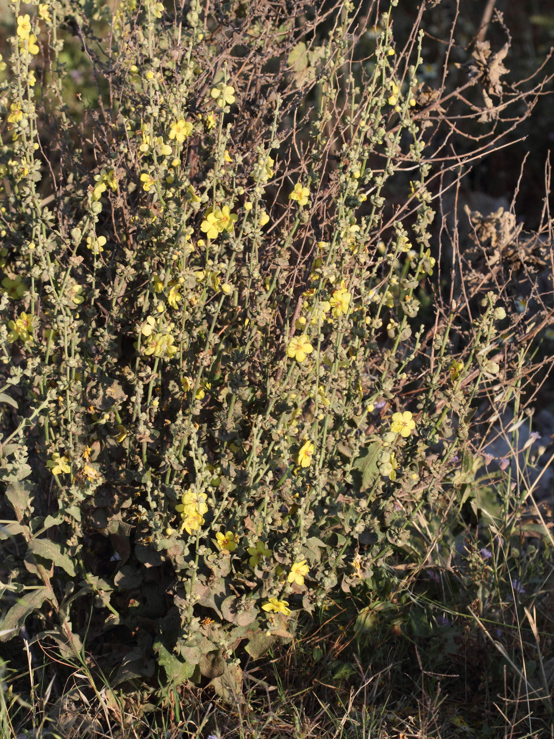 verbascum_sinuatum1bbd