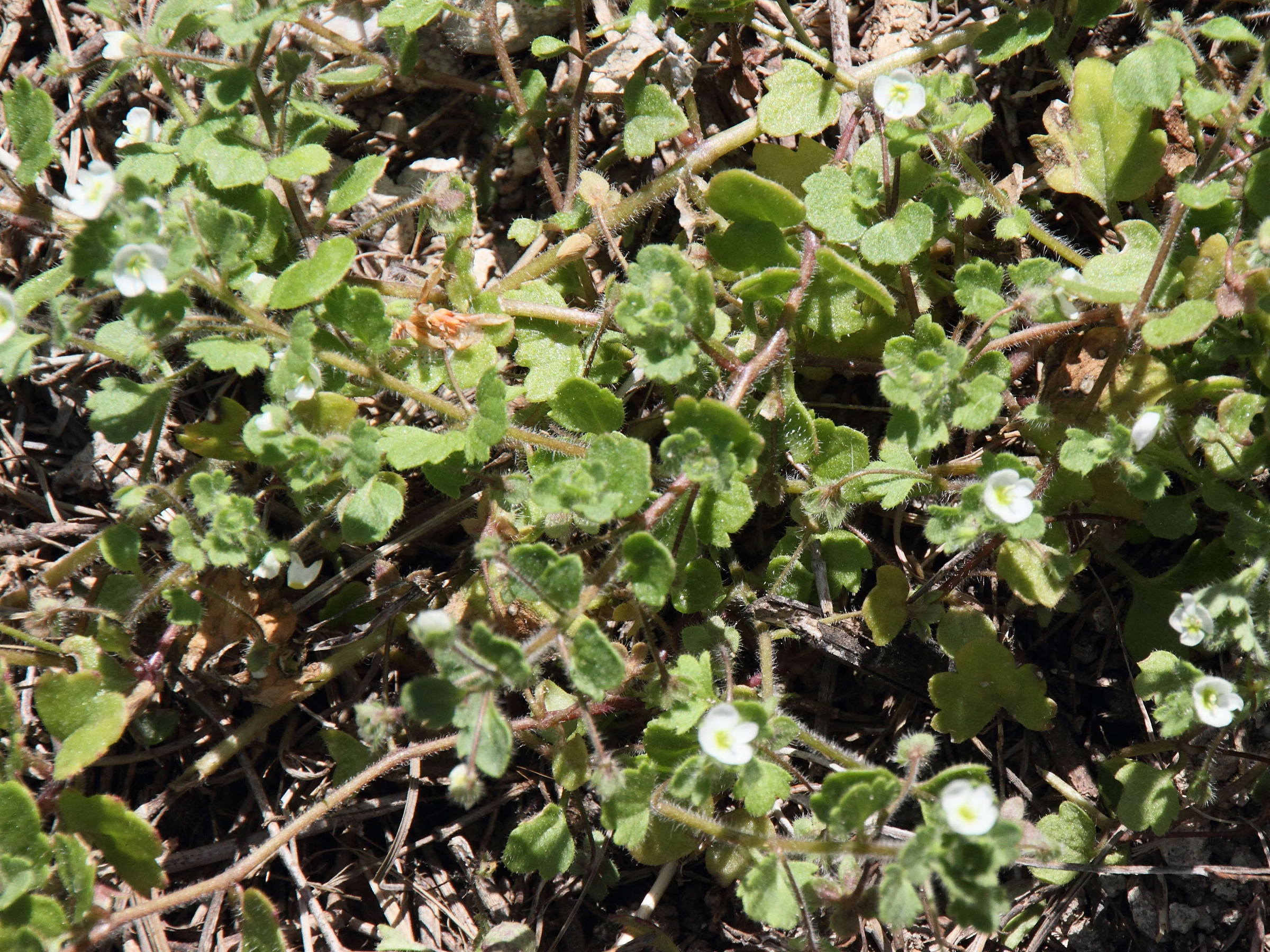 Afficher le média veronica_agrestis1bd veronica_agrestis1bd