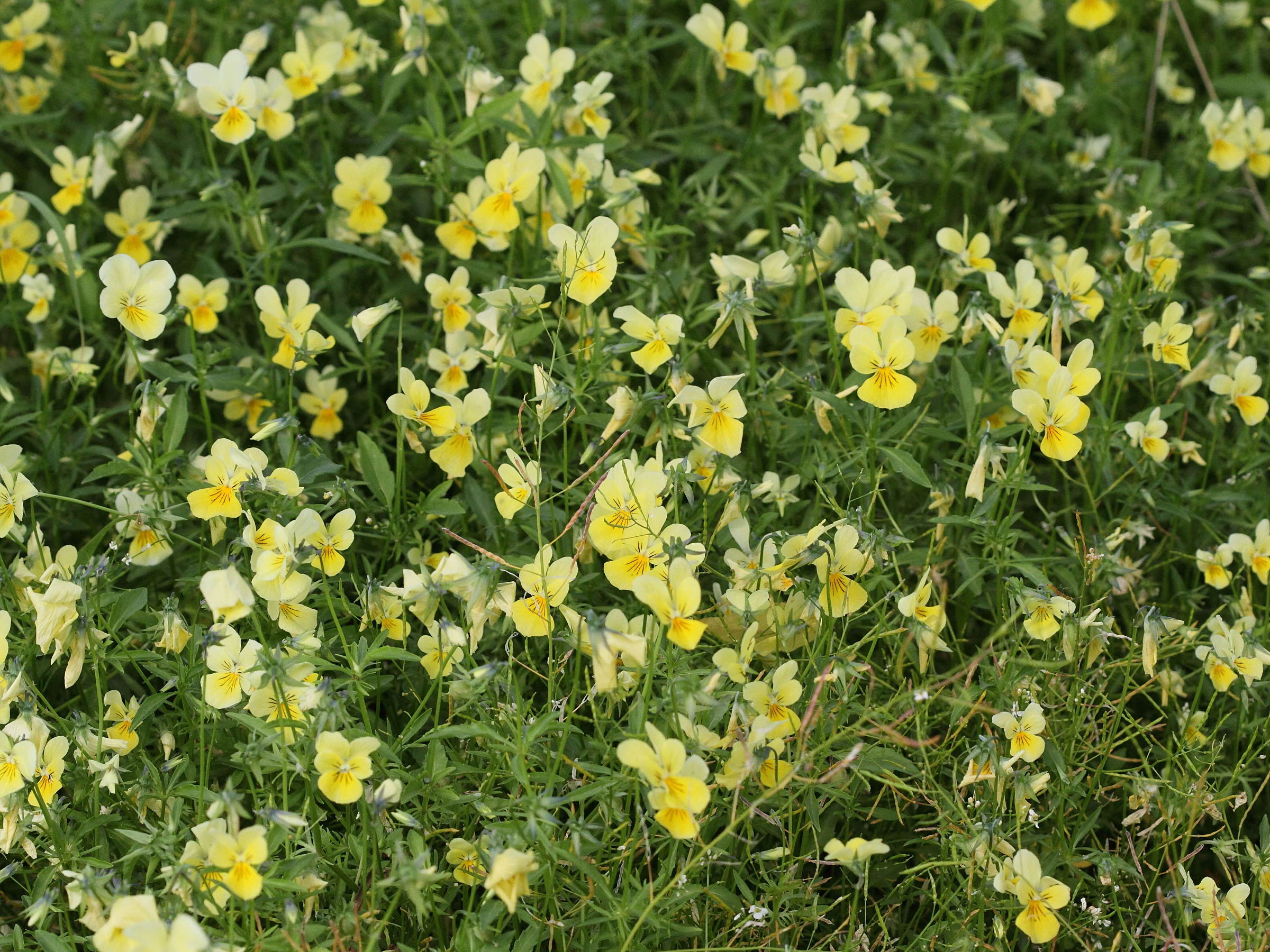 viola_calaminaria3bd