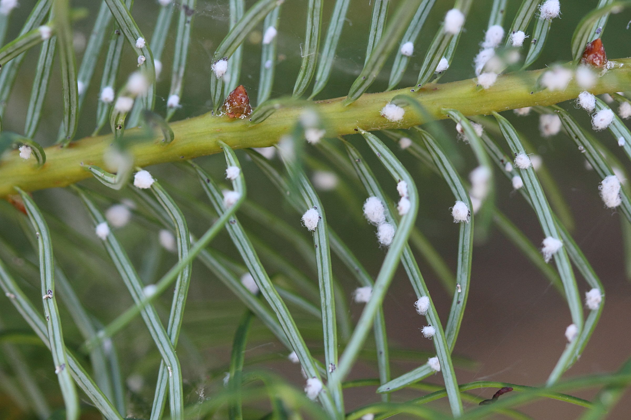 gilletteella_cooleyi1md