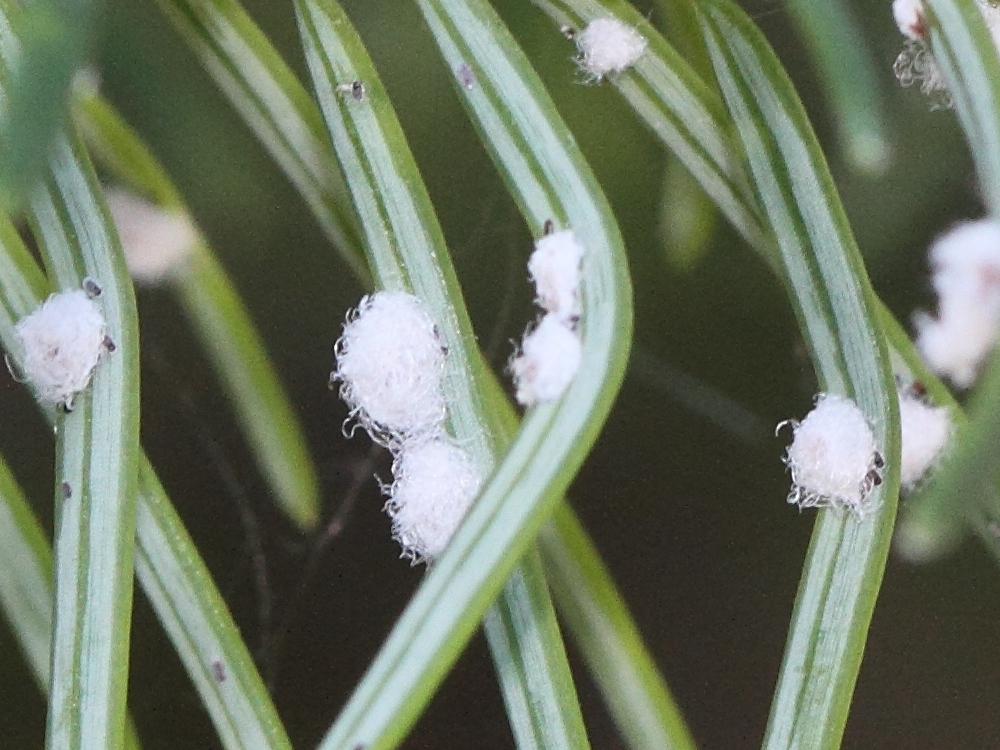 gilletteella_cooleyi2md