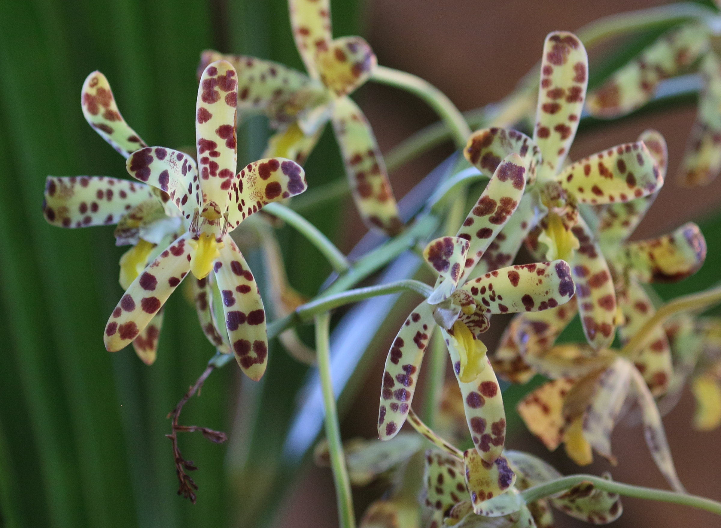 ansellia_africana5bd