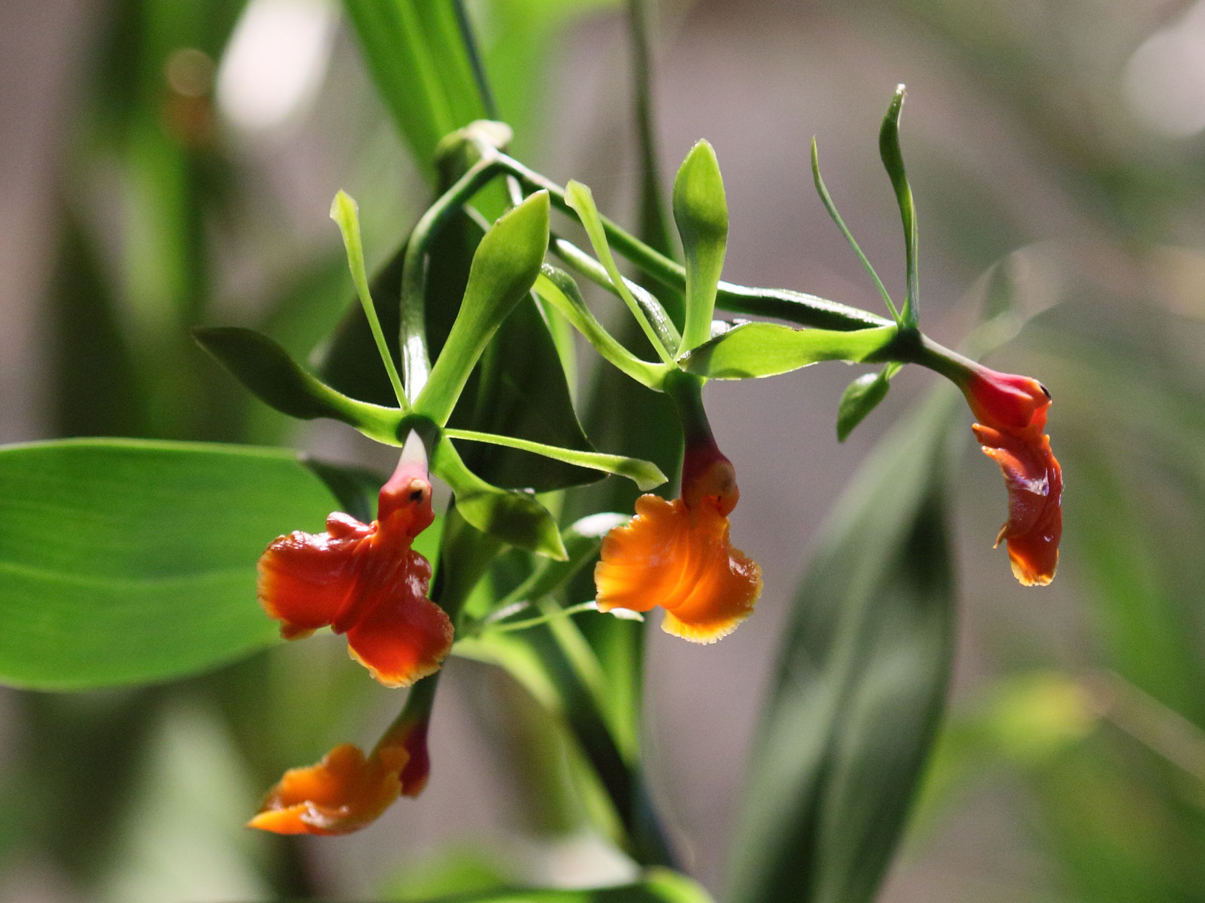 epidendrum_pseudoepidendrum2bd
