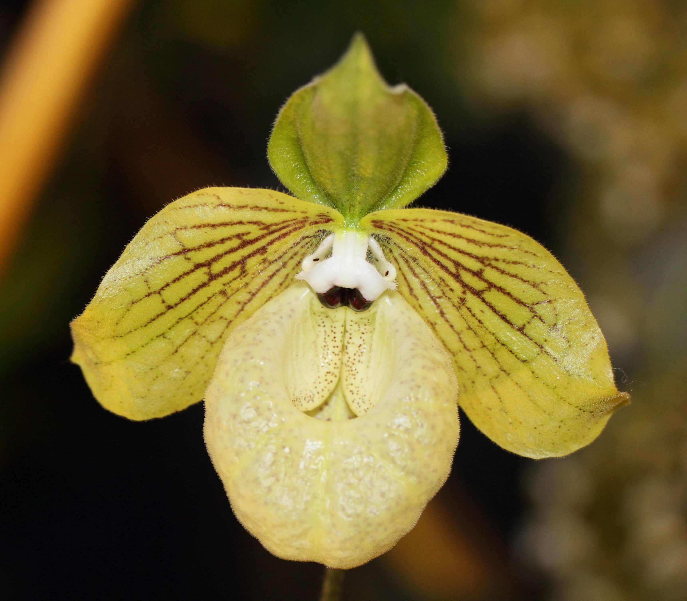 Afficher le média paphiopedilum_malipoense4md paphiopedilum_malipoense4md
