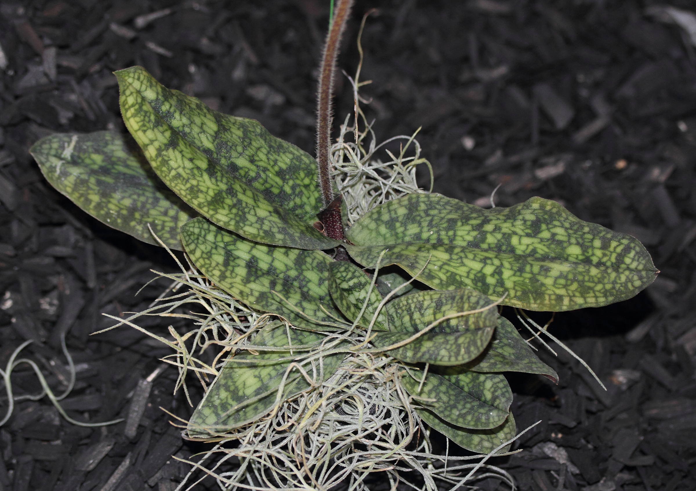 Afficher le média paphiopedilum_malipoense5md paphiopedilum_malipoense5md