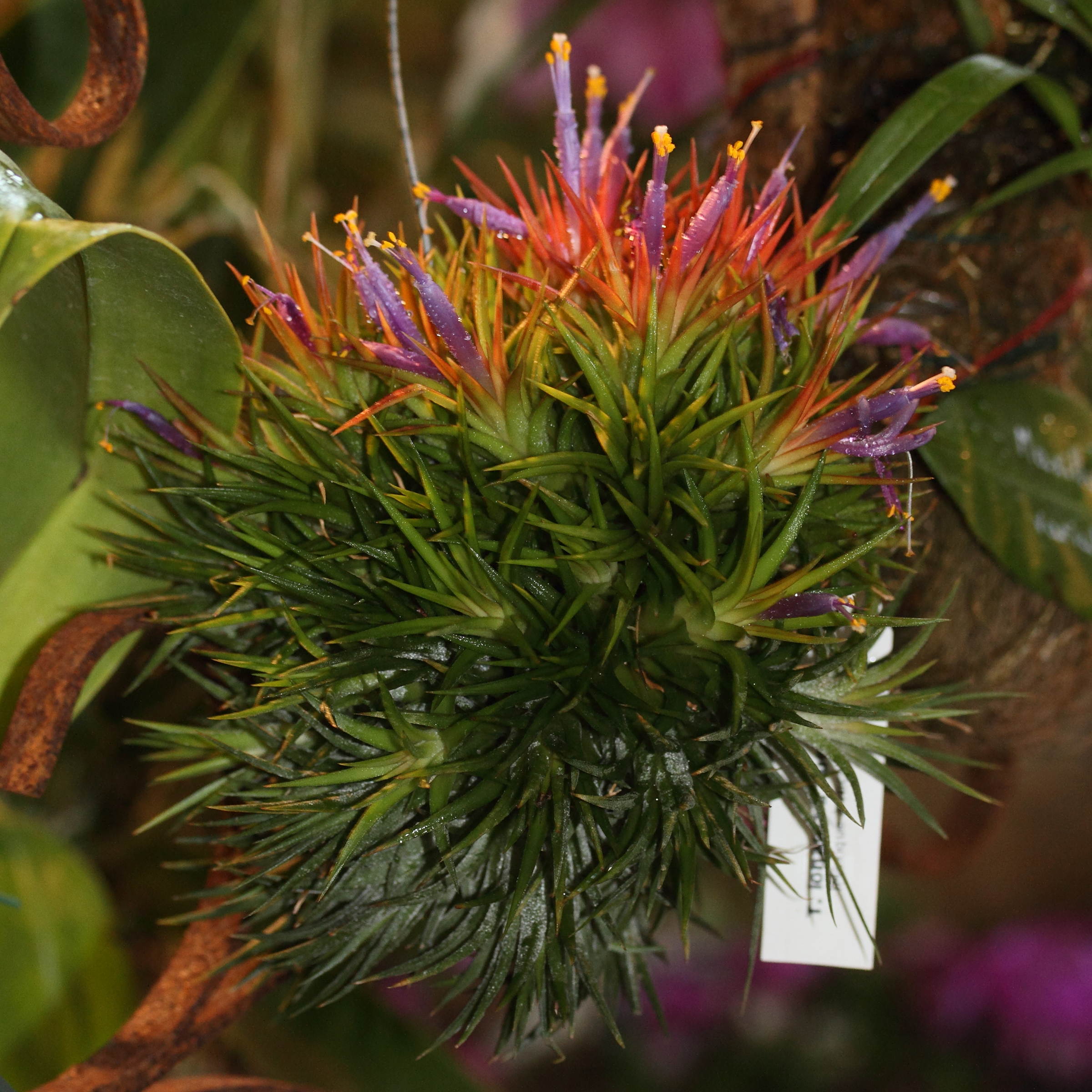 Afficher le média tillandsia_ionantha1md tillandsia_ionantha1md