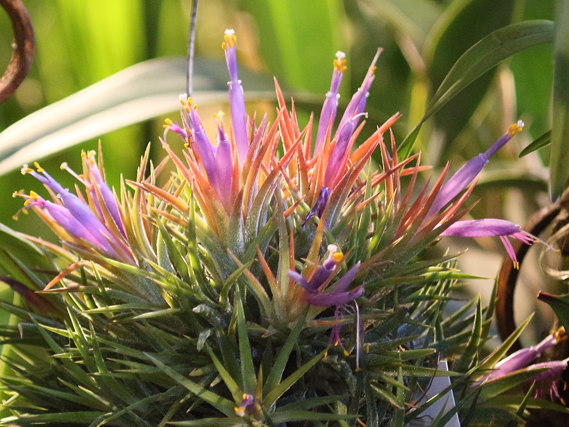 Afficher le média tillandsia_ionantha2bd tillandsia_ionantha2bd