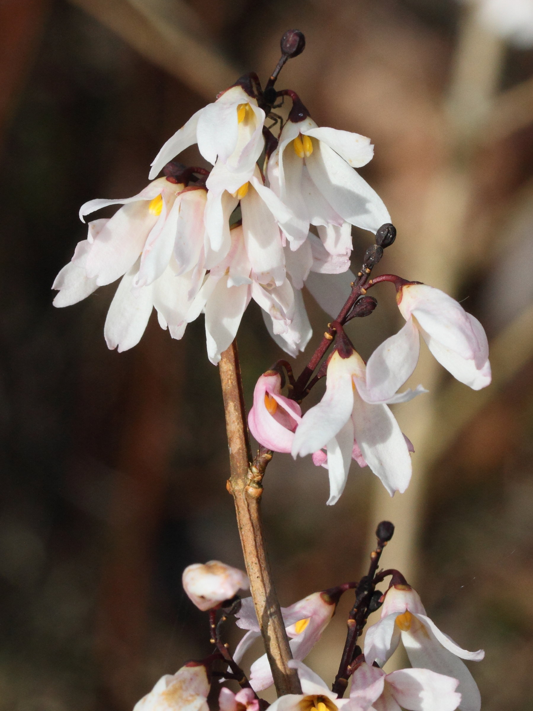 Afficher le média abeliophyllum_distichum1md abeliophyllum_distichum1md