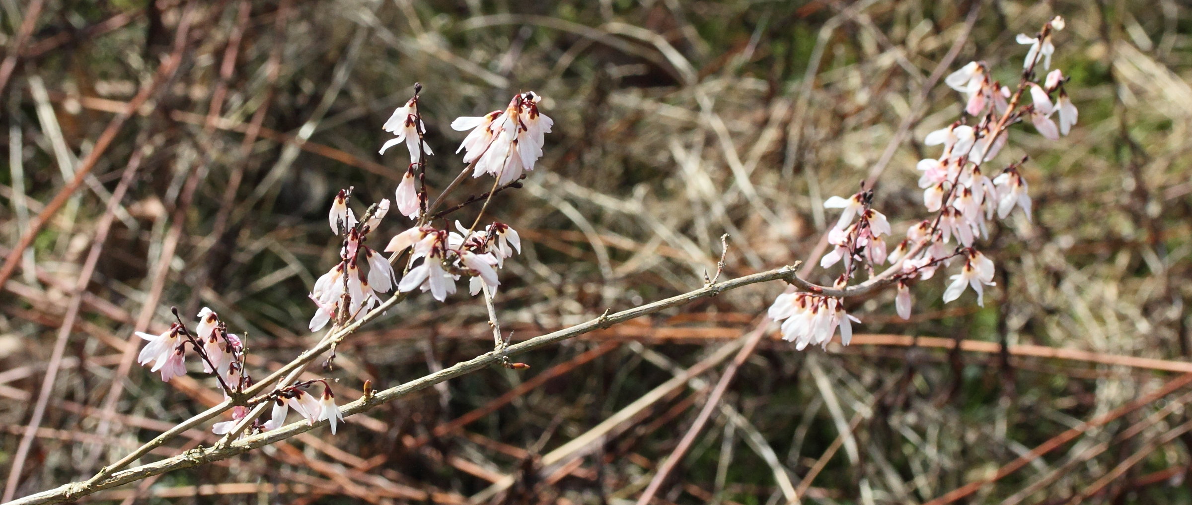 Afficher le média abeliophyllum_distichum2md abeliophyllum_distichum2md