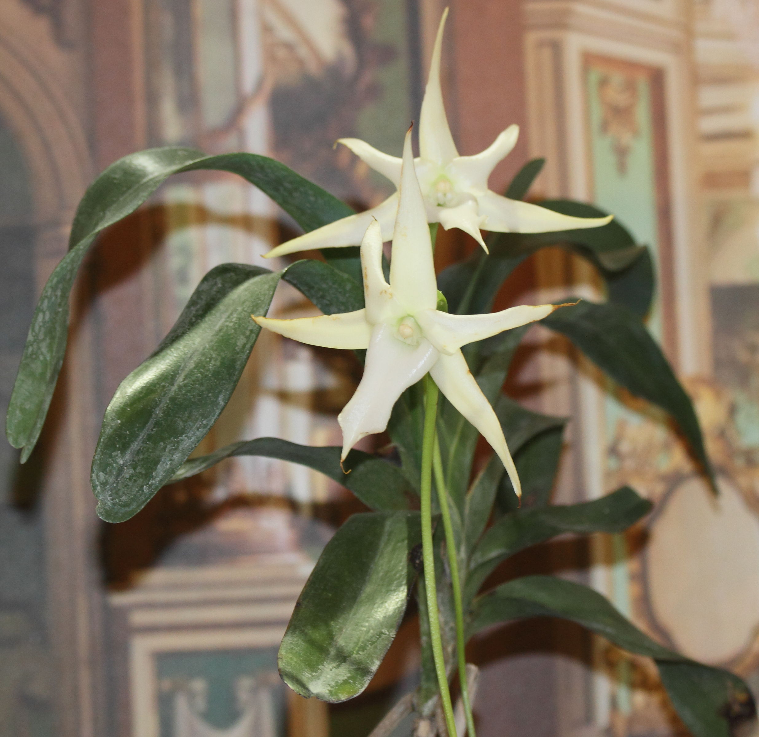 angraecum_sesquipedale2md