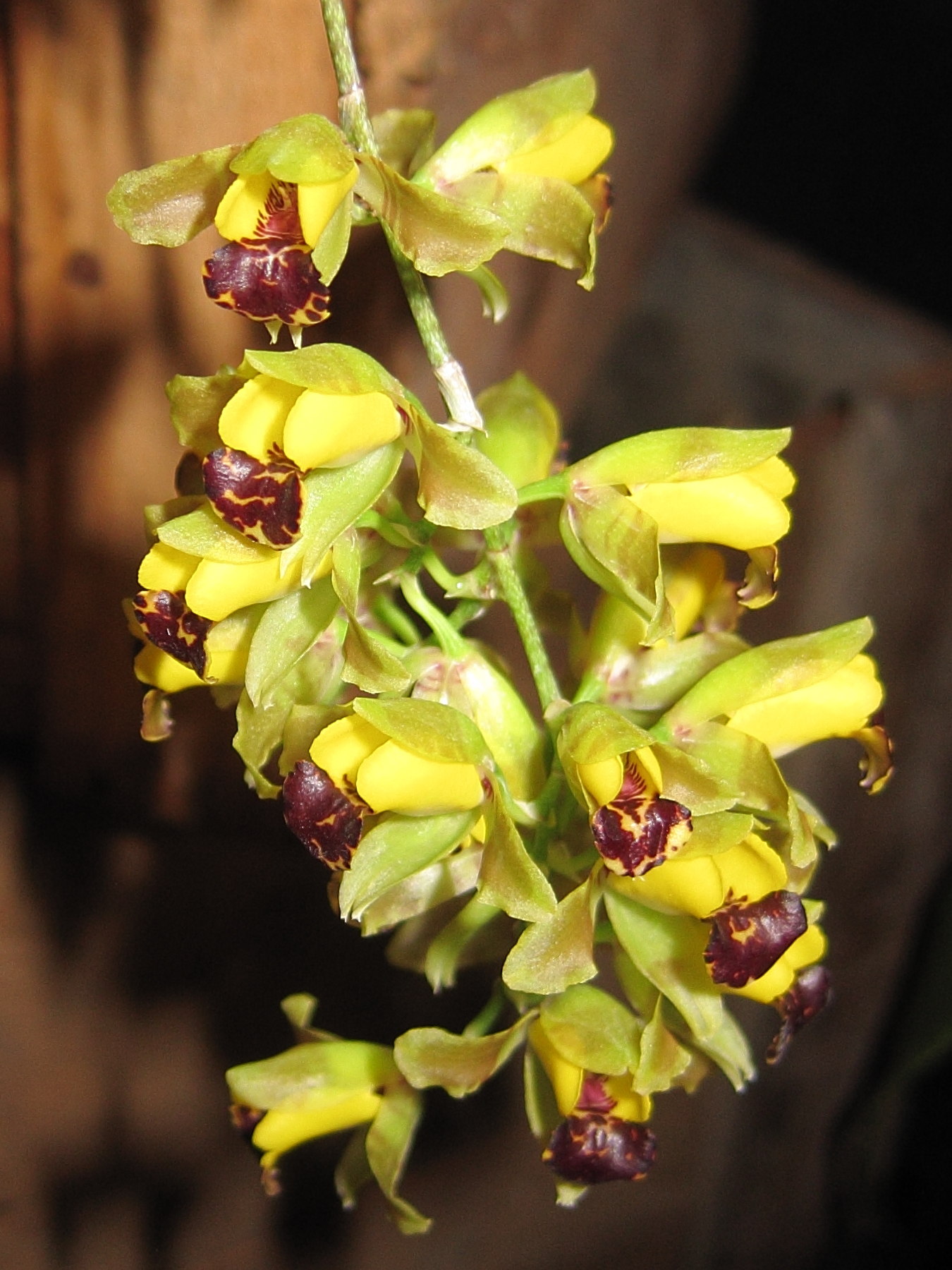 baptistonia_echinata4bd