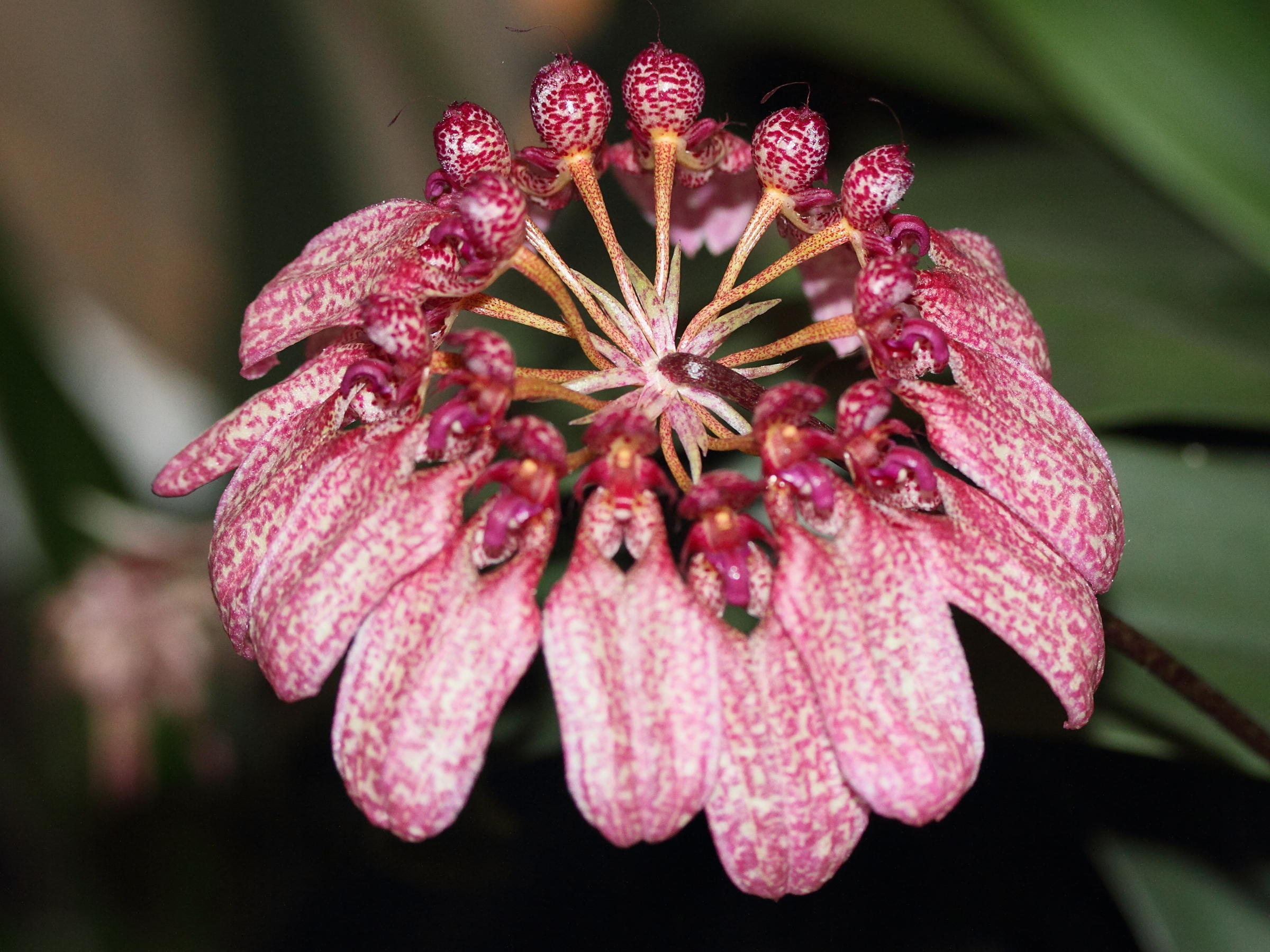 bulbophyllum_eberhardtii1md