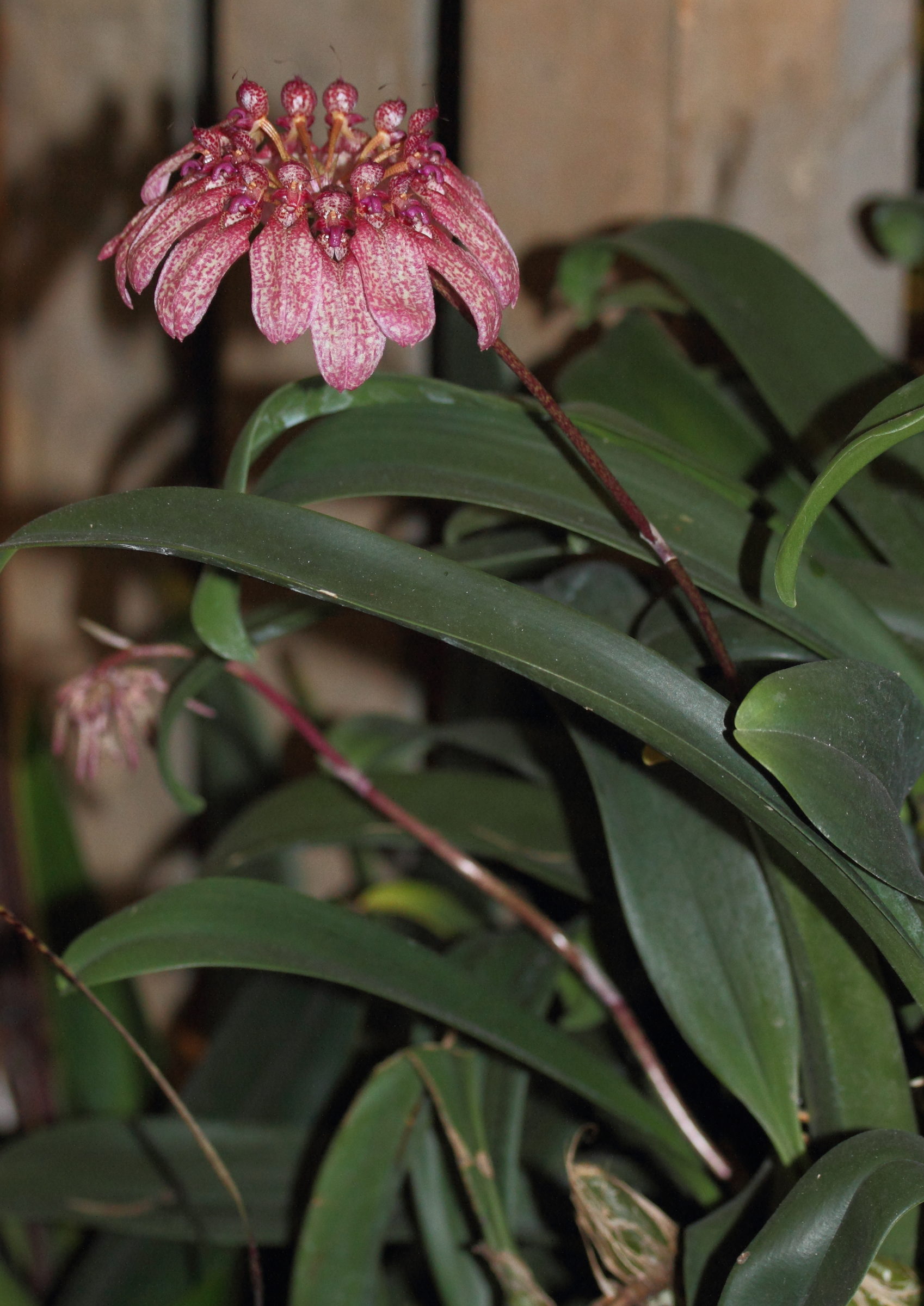 bulbophyllum_eberhardtii2md