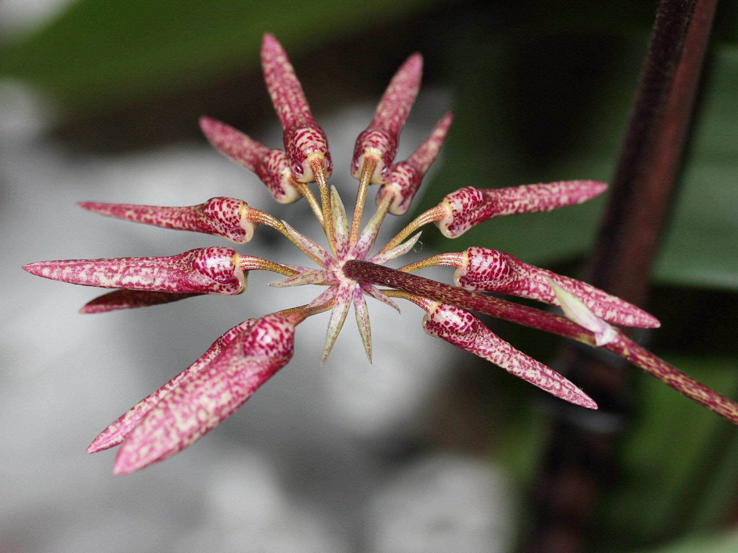 bulbophyllum_eberhardtii3md