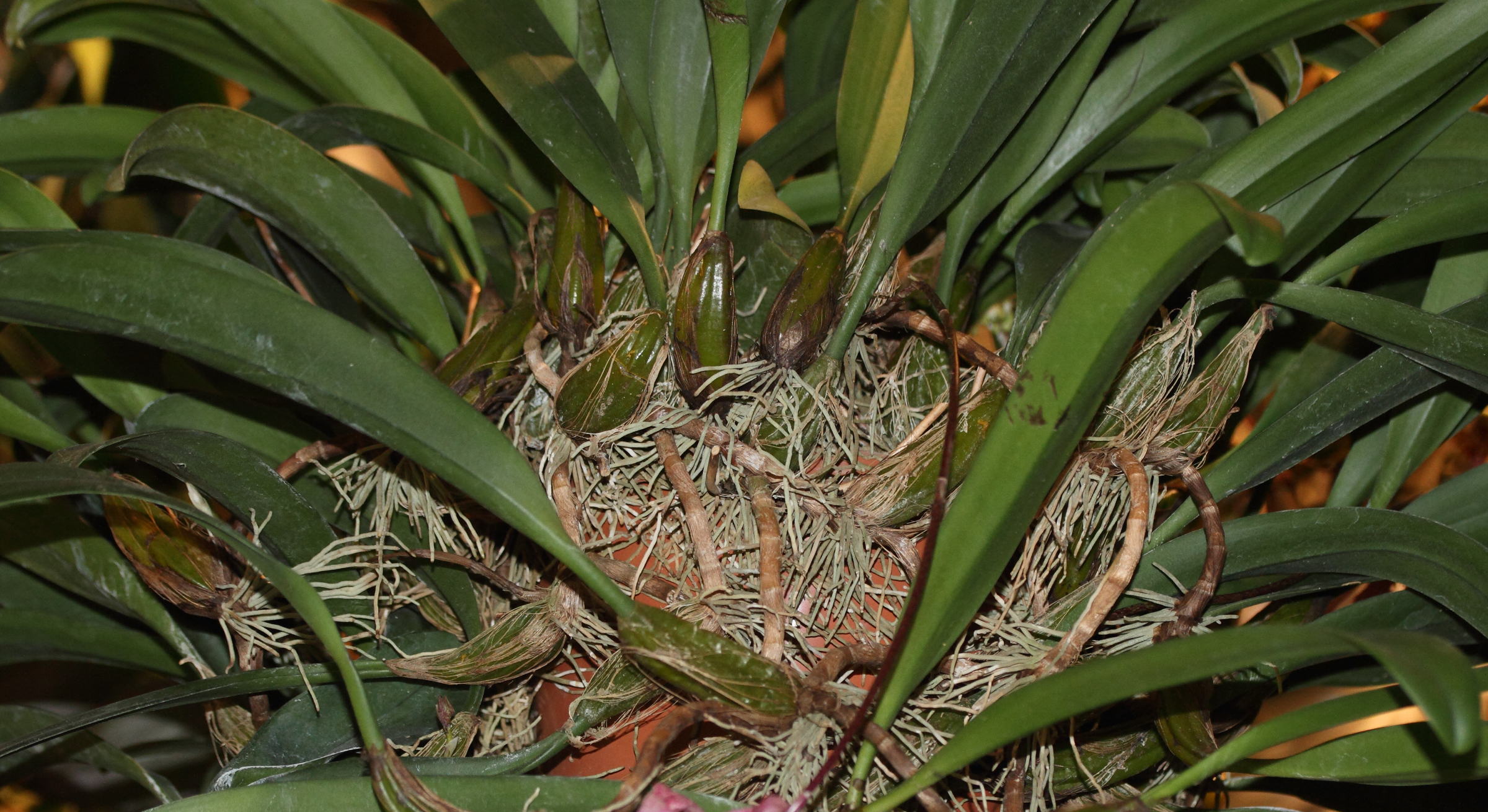 bulbophyllum_eberhardtii4md