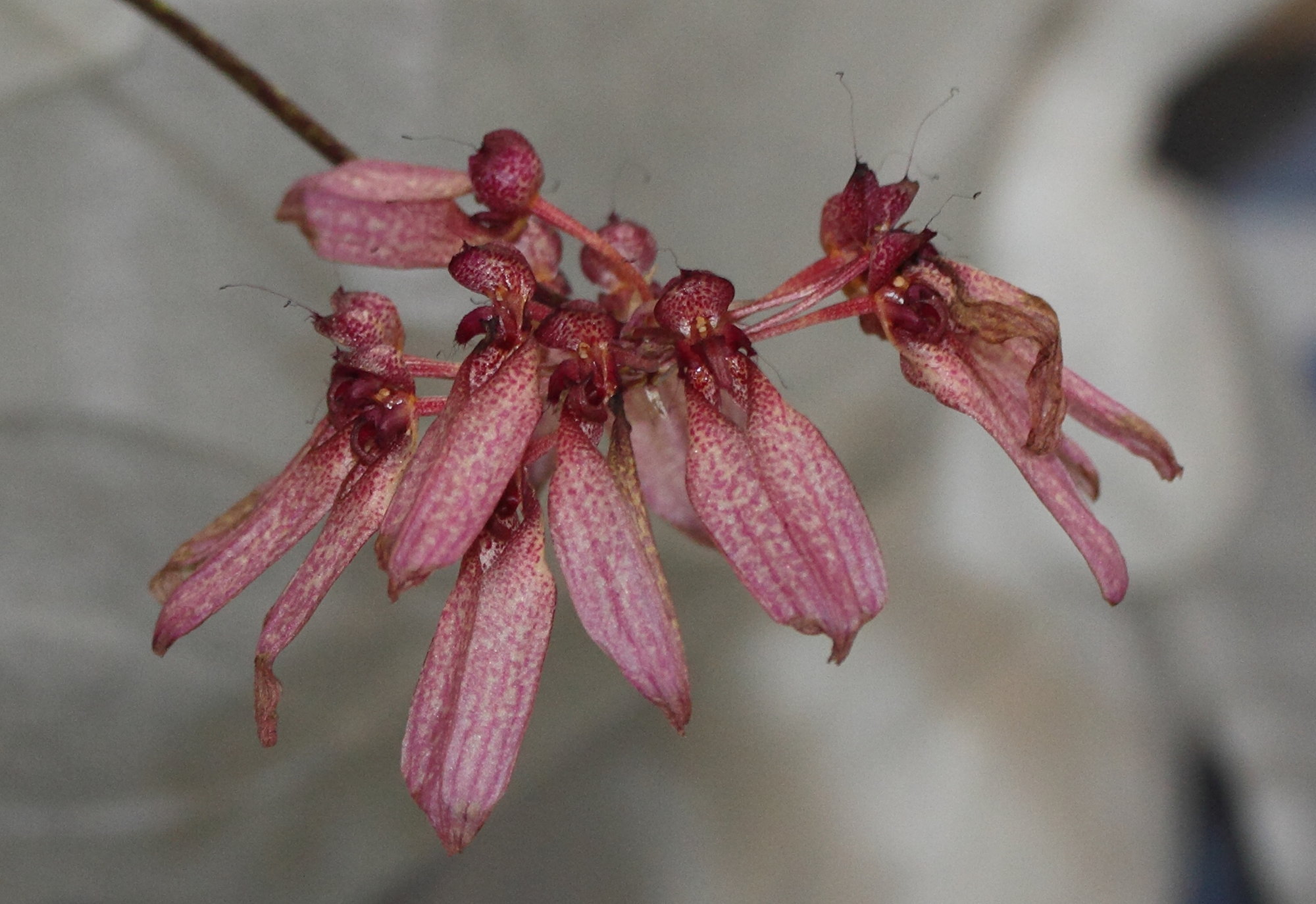 bulbophyllum_eberhardtii5md