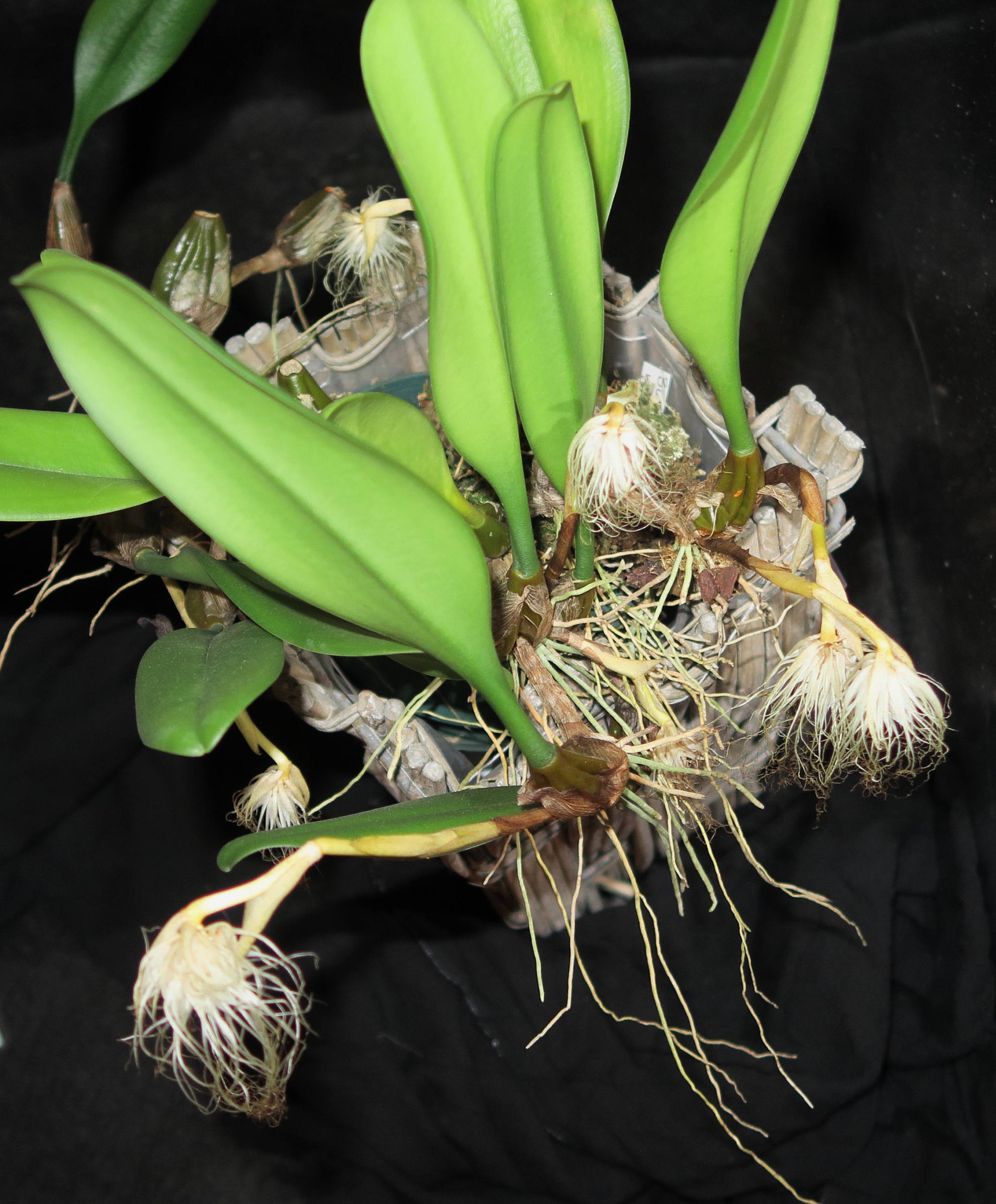 Afficher le média bulbophyllum_medusae1md bulbophyllum_medusae1md