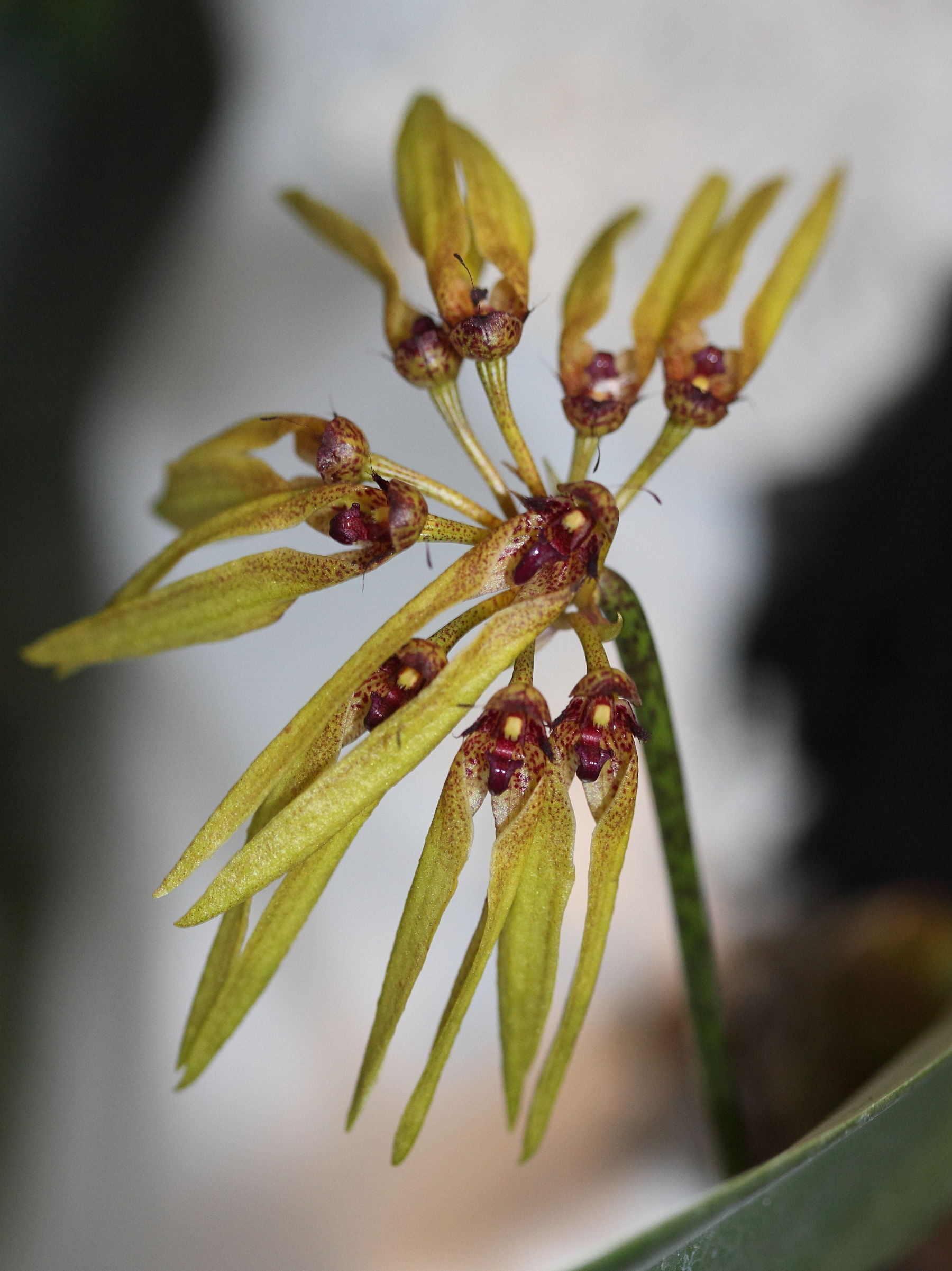 Afficher le média bulbophyllum_picturatum1md bulbophyllum_picturatum1md