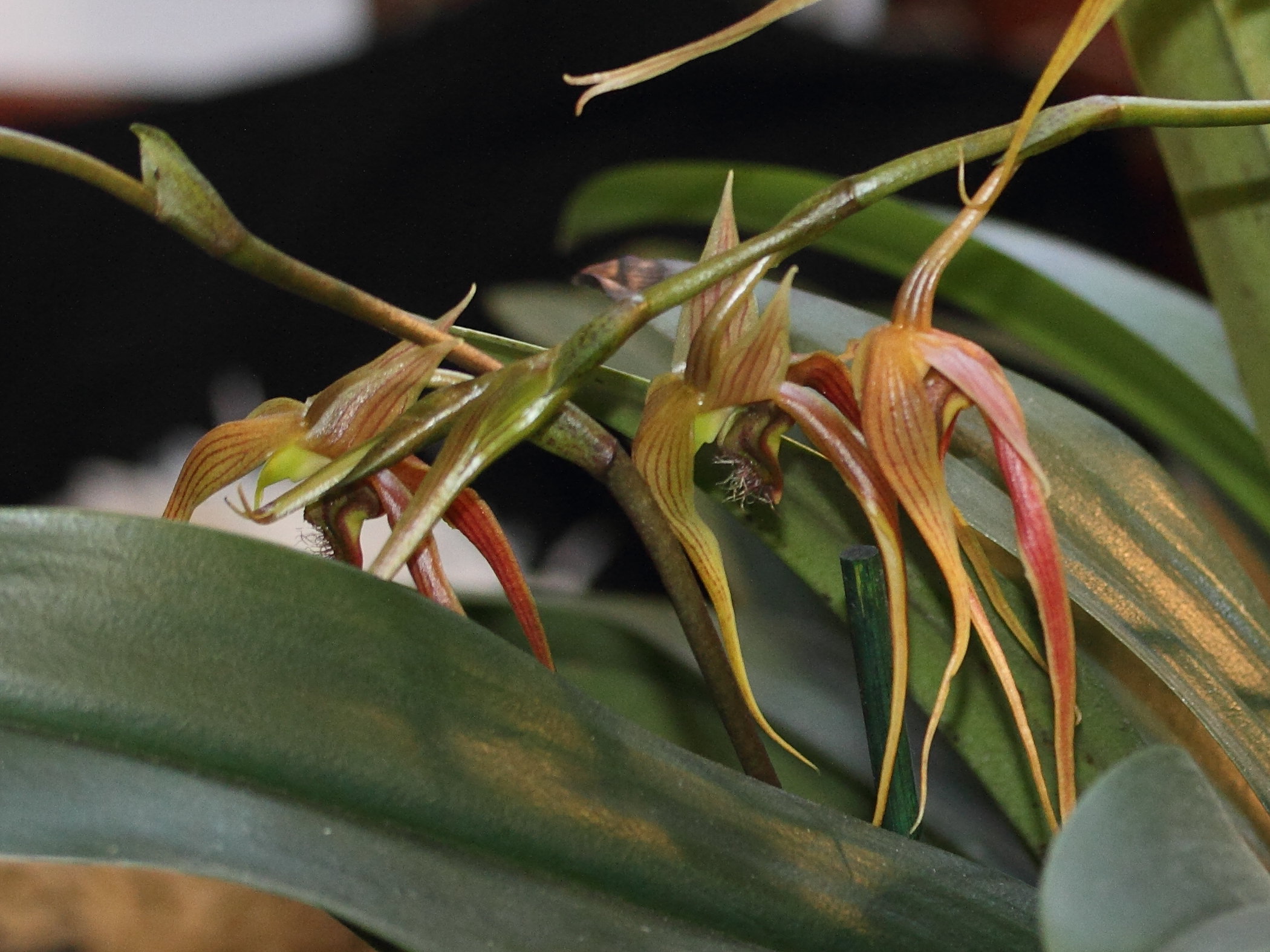 bulbophyllum_sulawesii1md