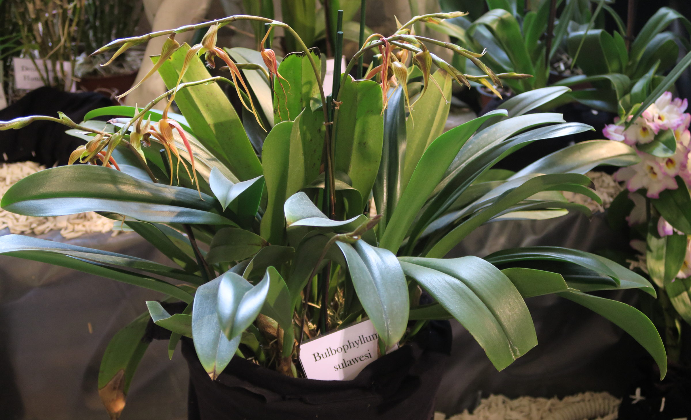 bulbophyllum_sulawesii2md