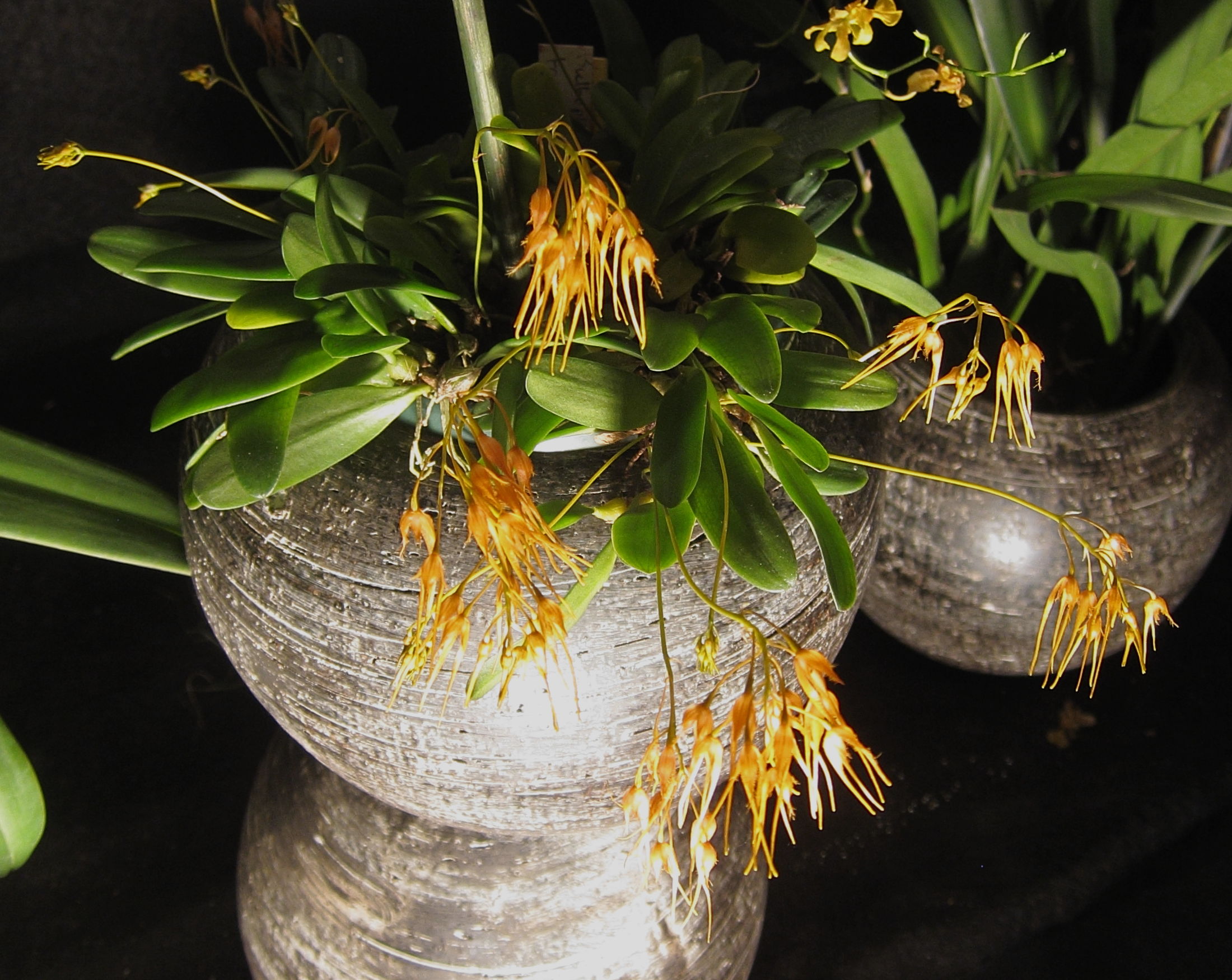 bulbophyllum_taiwanense1bd