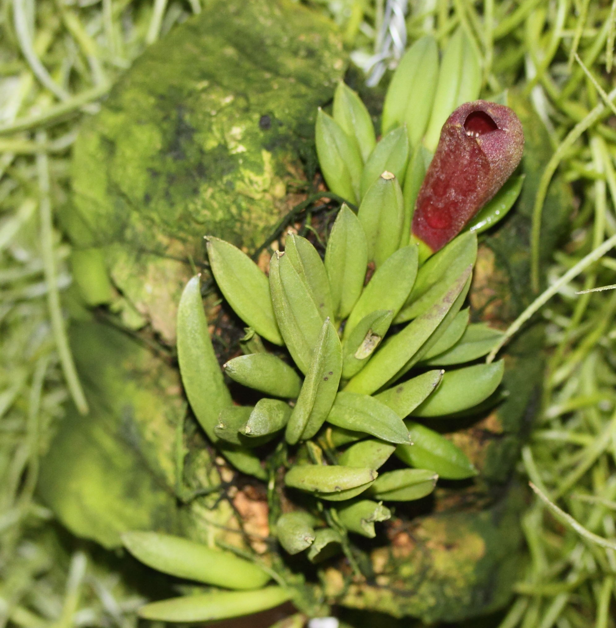 pleurothallis_aveniformis1md