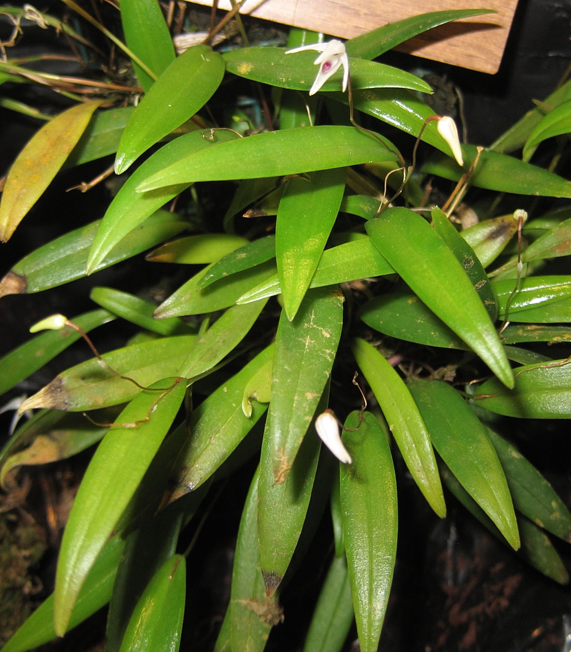 Afficher le média pleurothallis_eumecocaulon1bd pleurothallis_eumecocaulon1bd