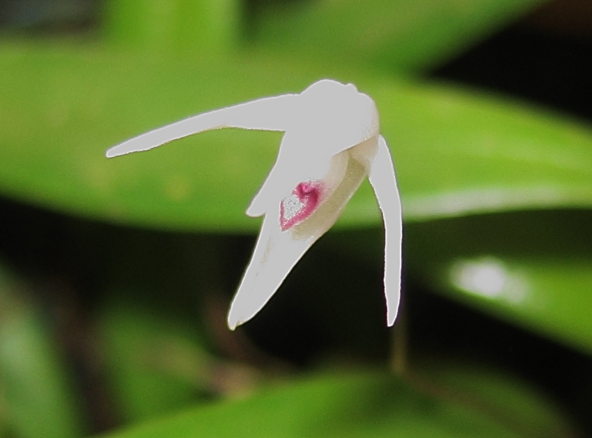 Afficher le média pleurothallis_eumecocaulon2bd pleurothallis_eumecocaulon2bd