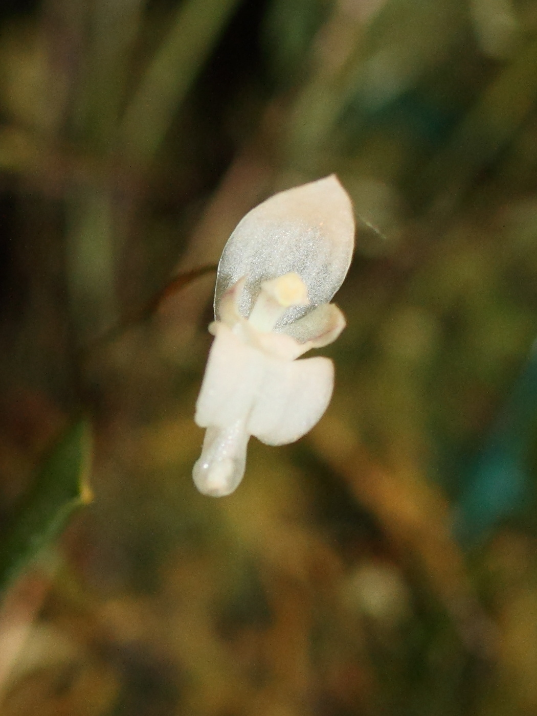 pleurothallis_mirabilis1md