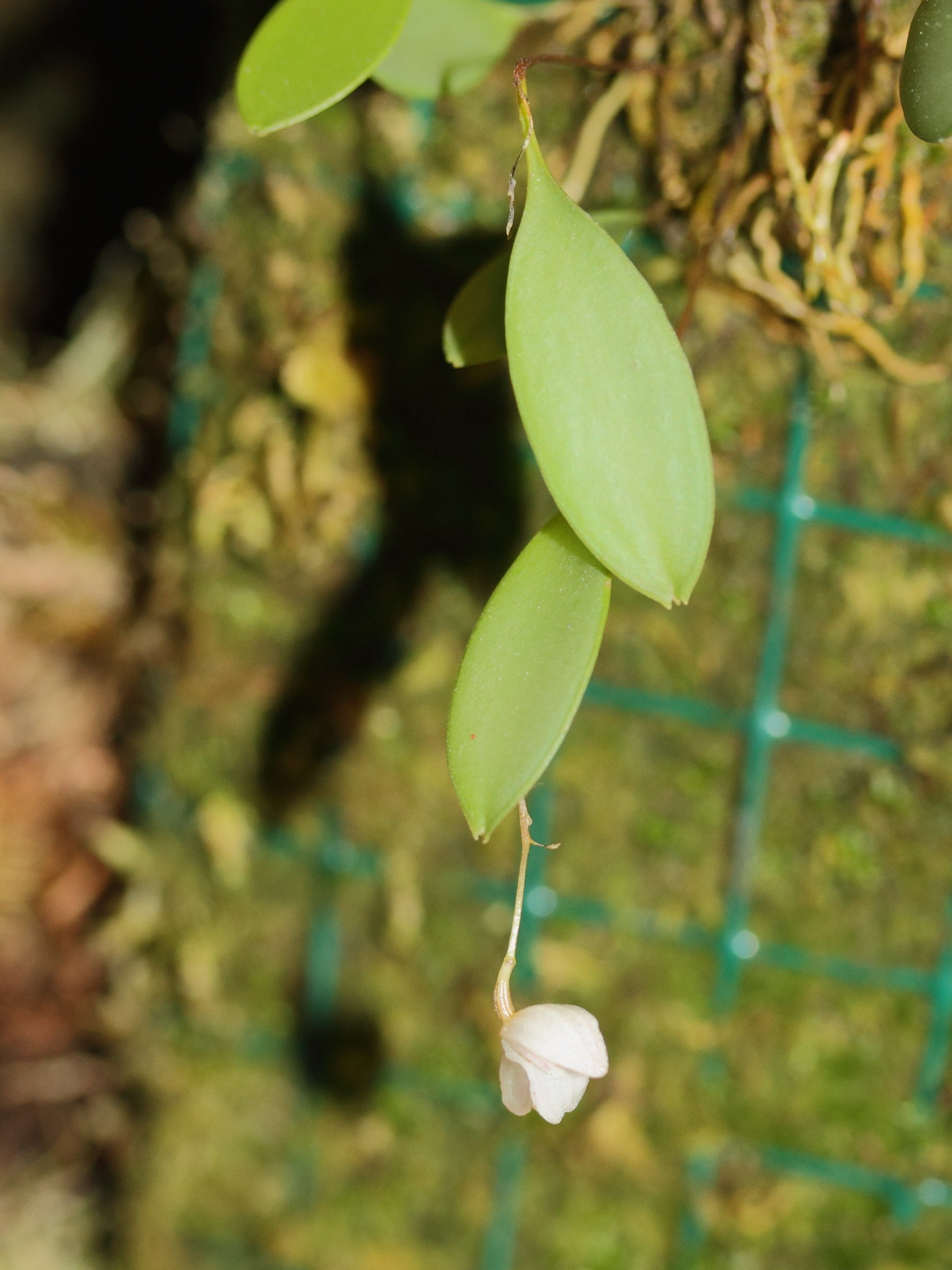 pleurothallis_mirabilis2md