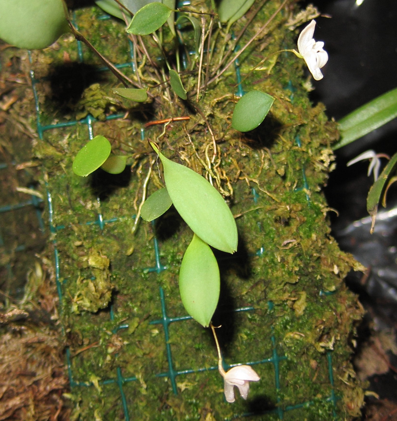 pleurothallis_mirabilisbd