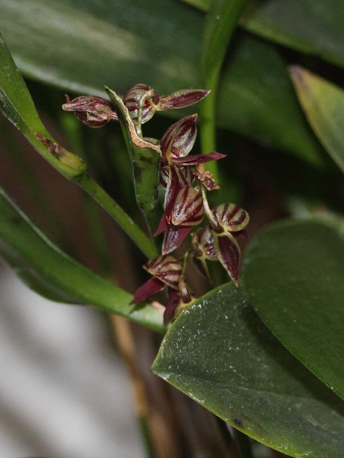 pleurothallis_secunda2md