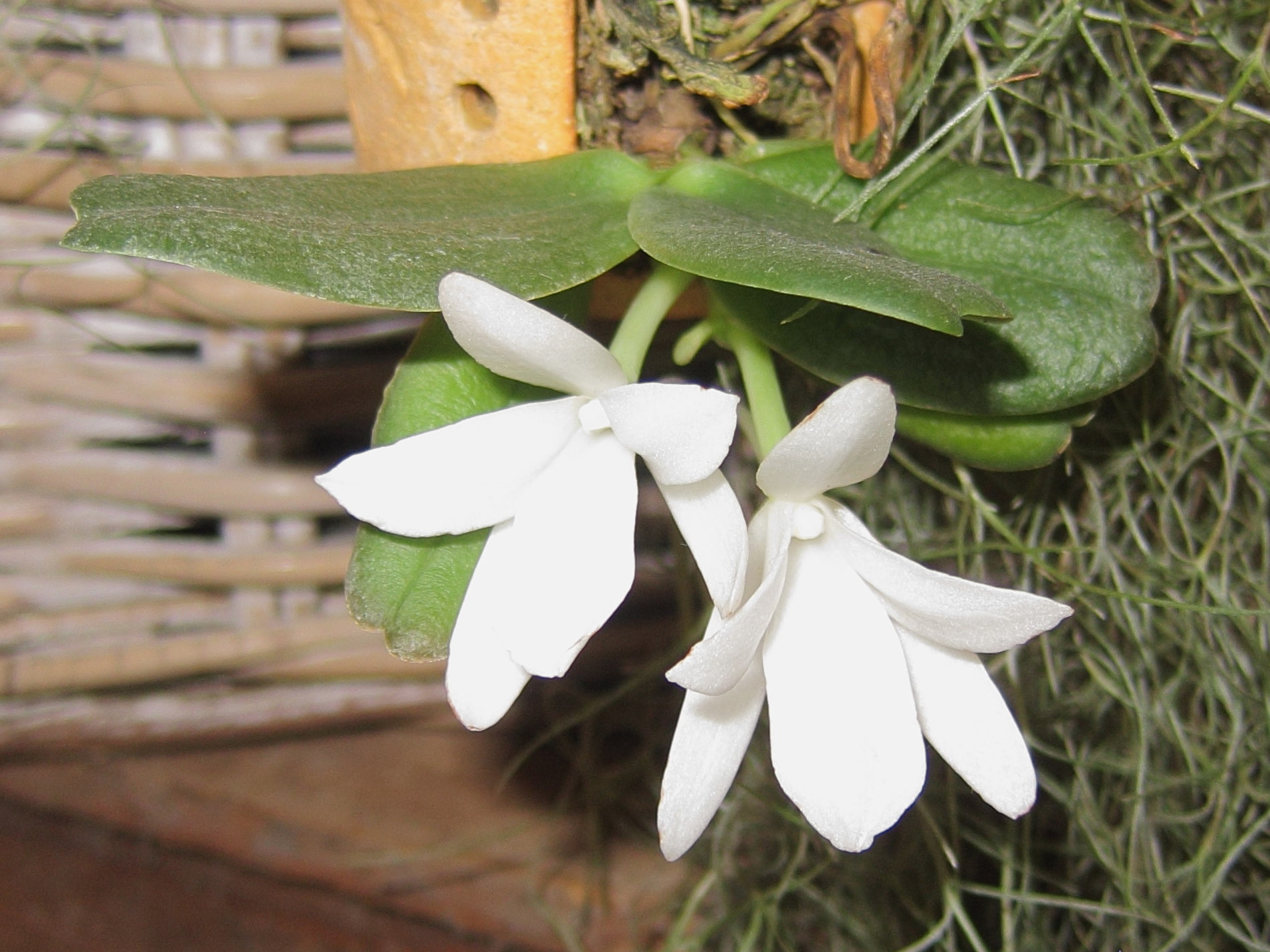 aerangis_fastuosa1bd