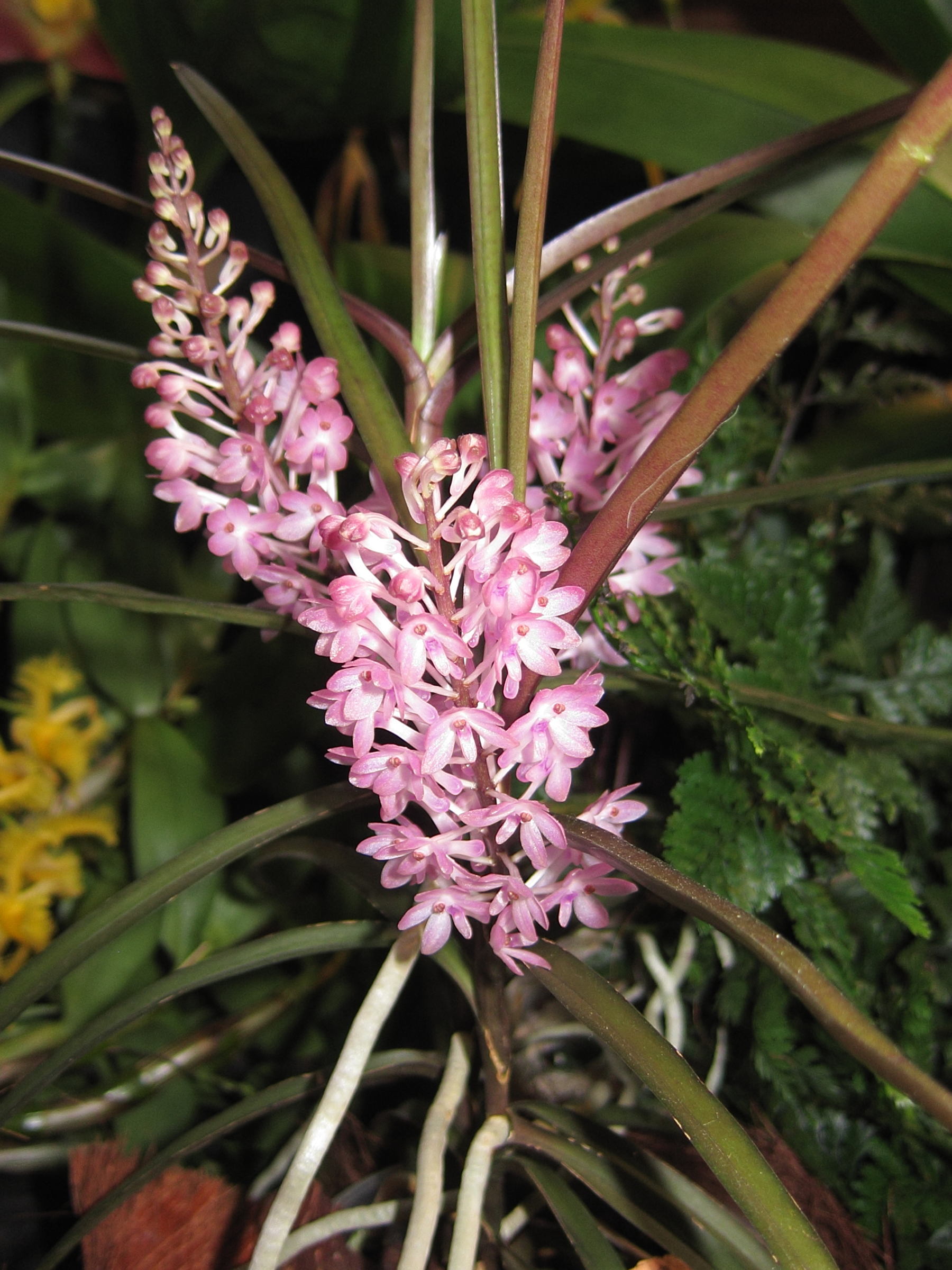 ascocentrum_christensonianum1bd