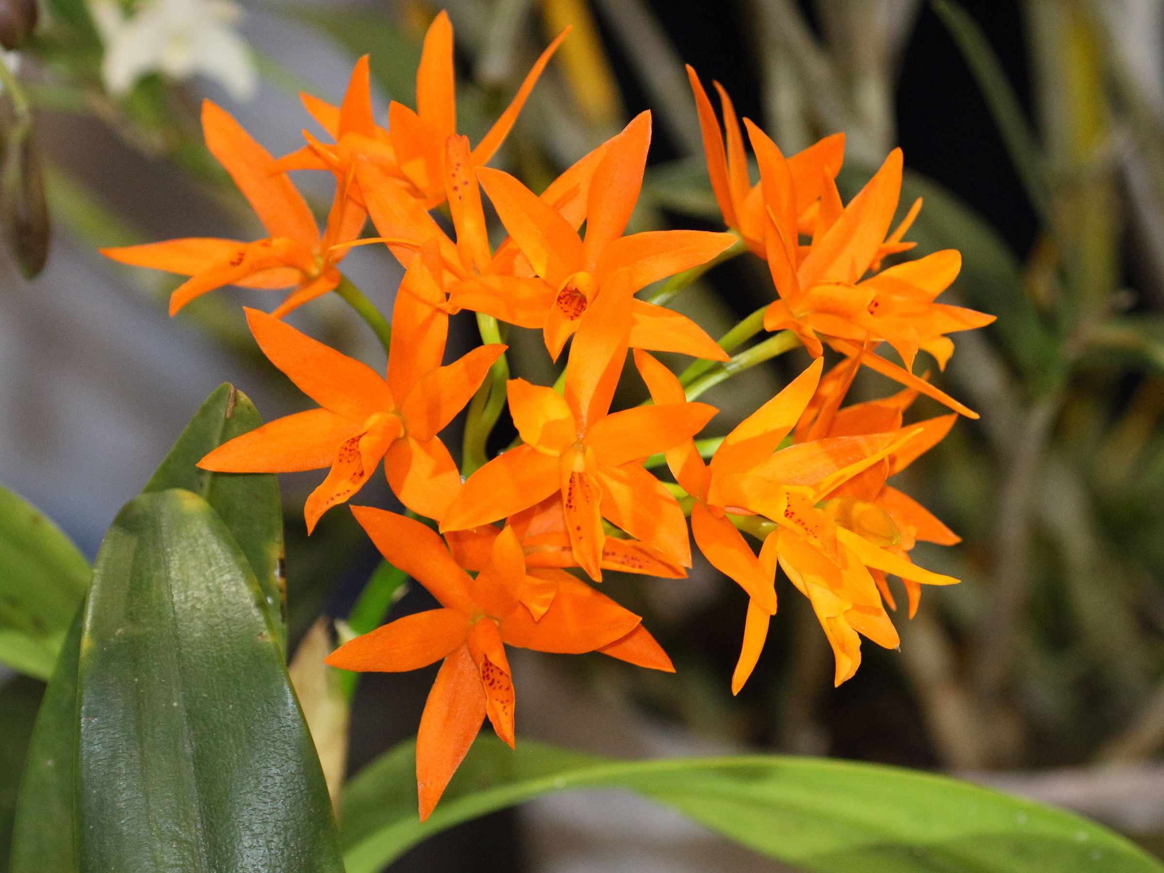 cattleya_aurantiana1bd