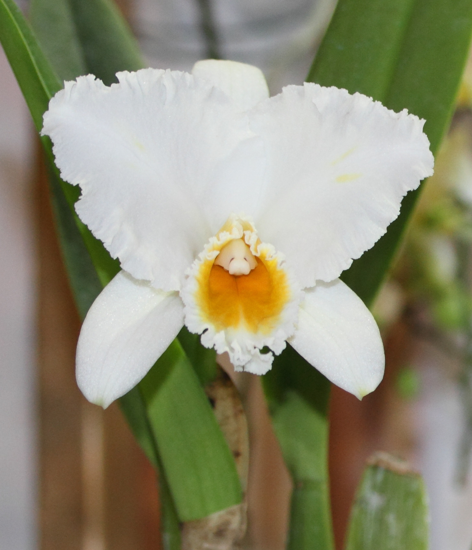 cattleya_percivaliana_alba1md