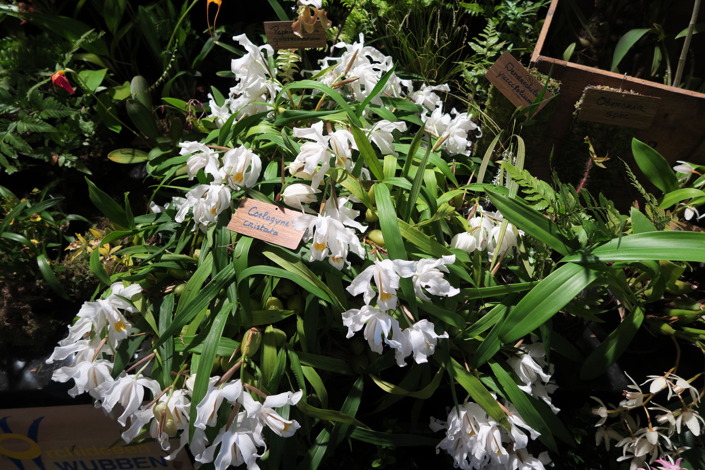 coelogyne_cristata1md