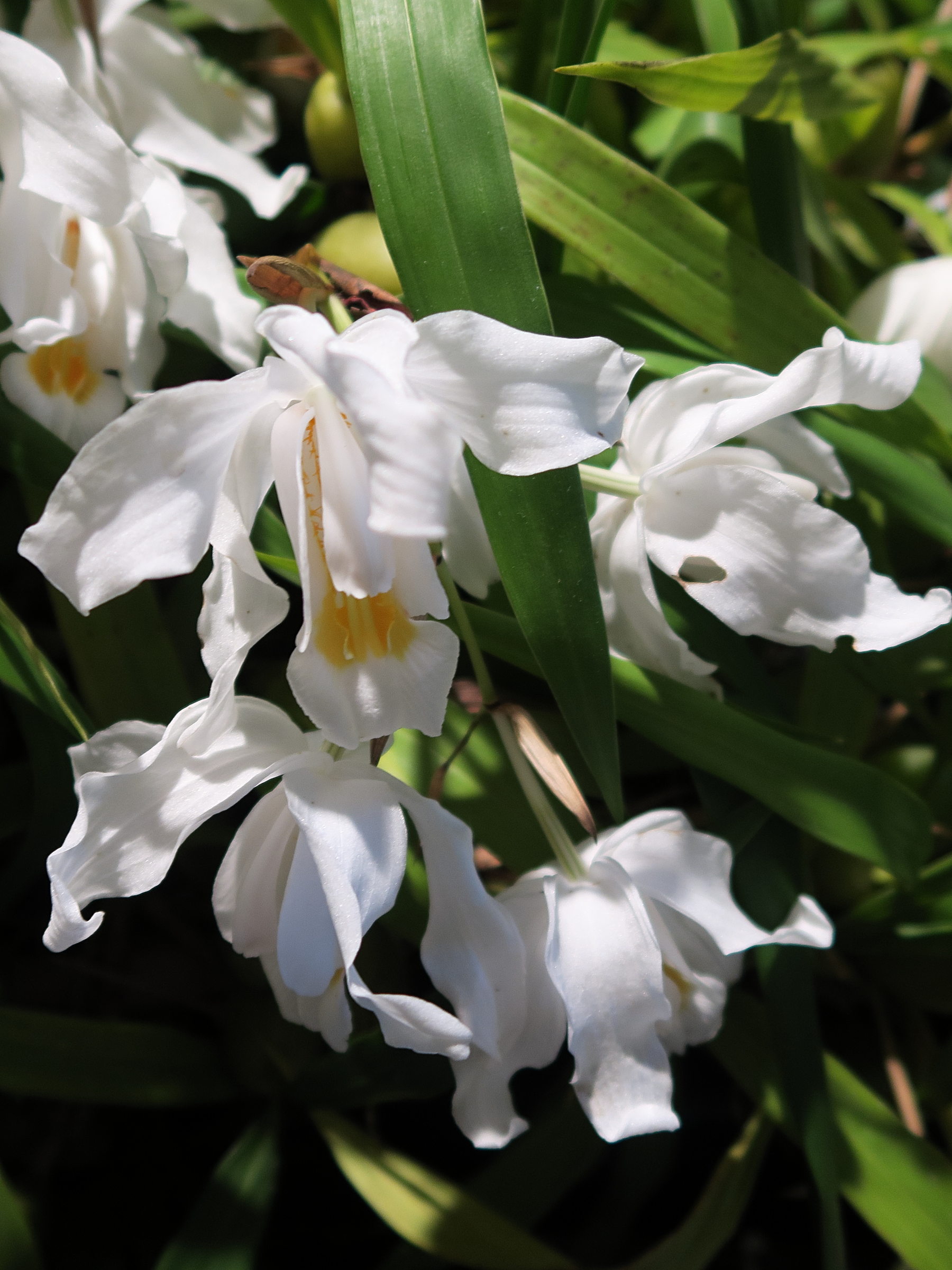 coelogyne_cristata2md