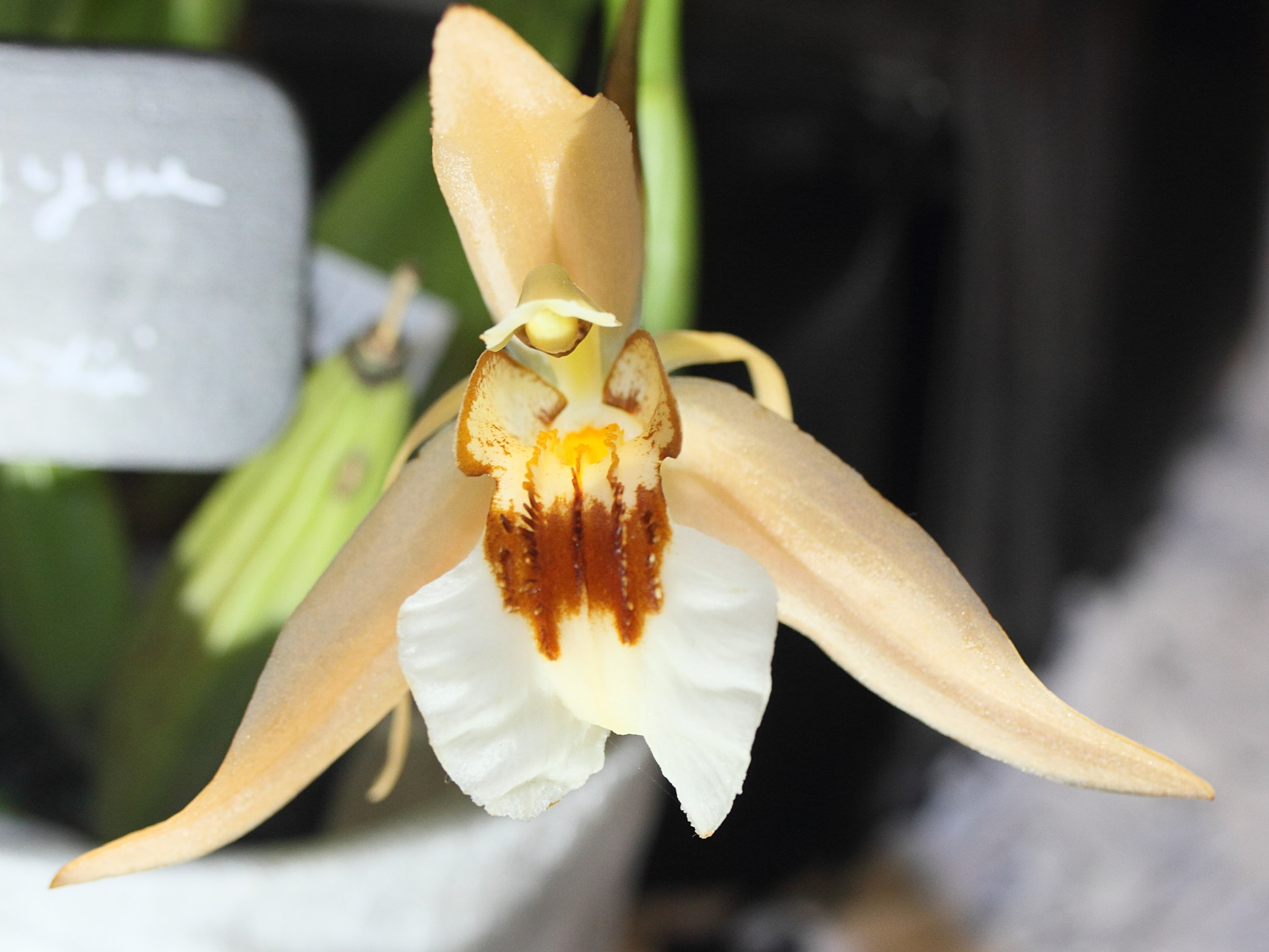 coelogyne_eberhardtii1md