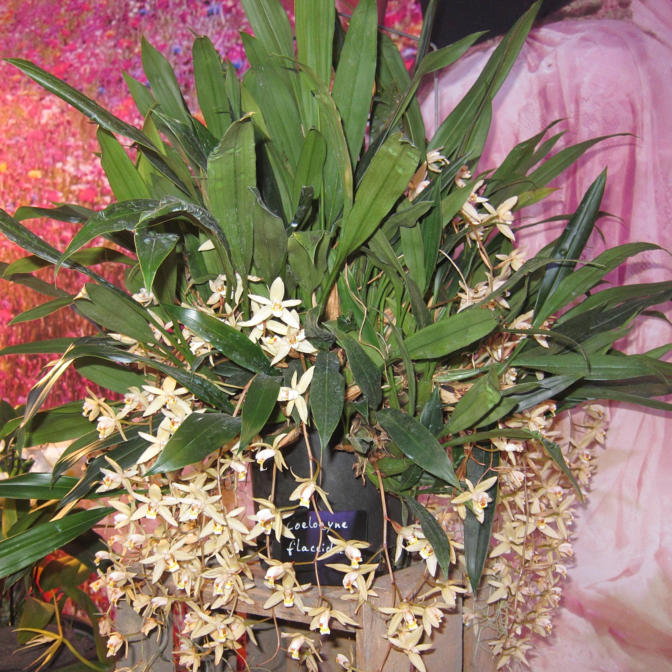 coelogyne_flaccida2bd